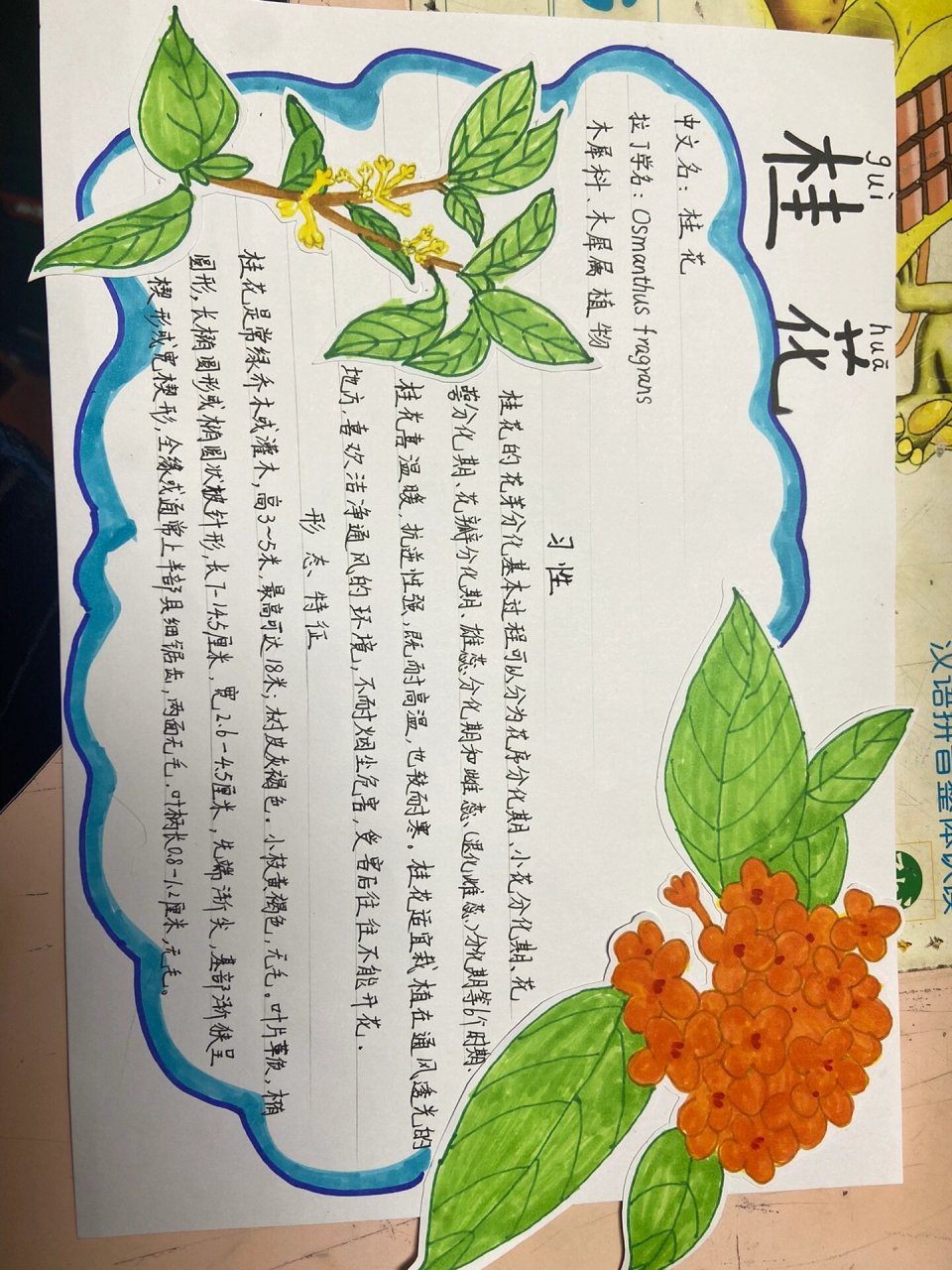 植物名片-桂花 制作植物名片,桂花