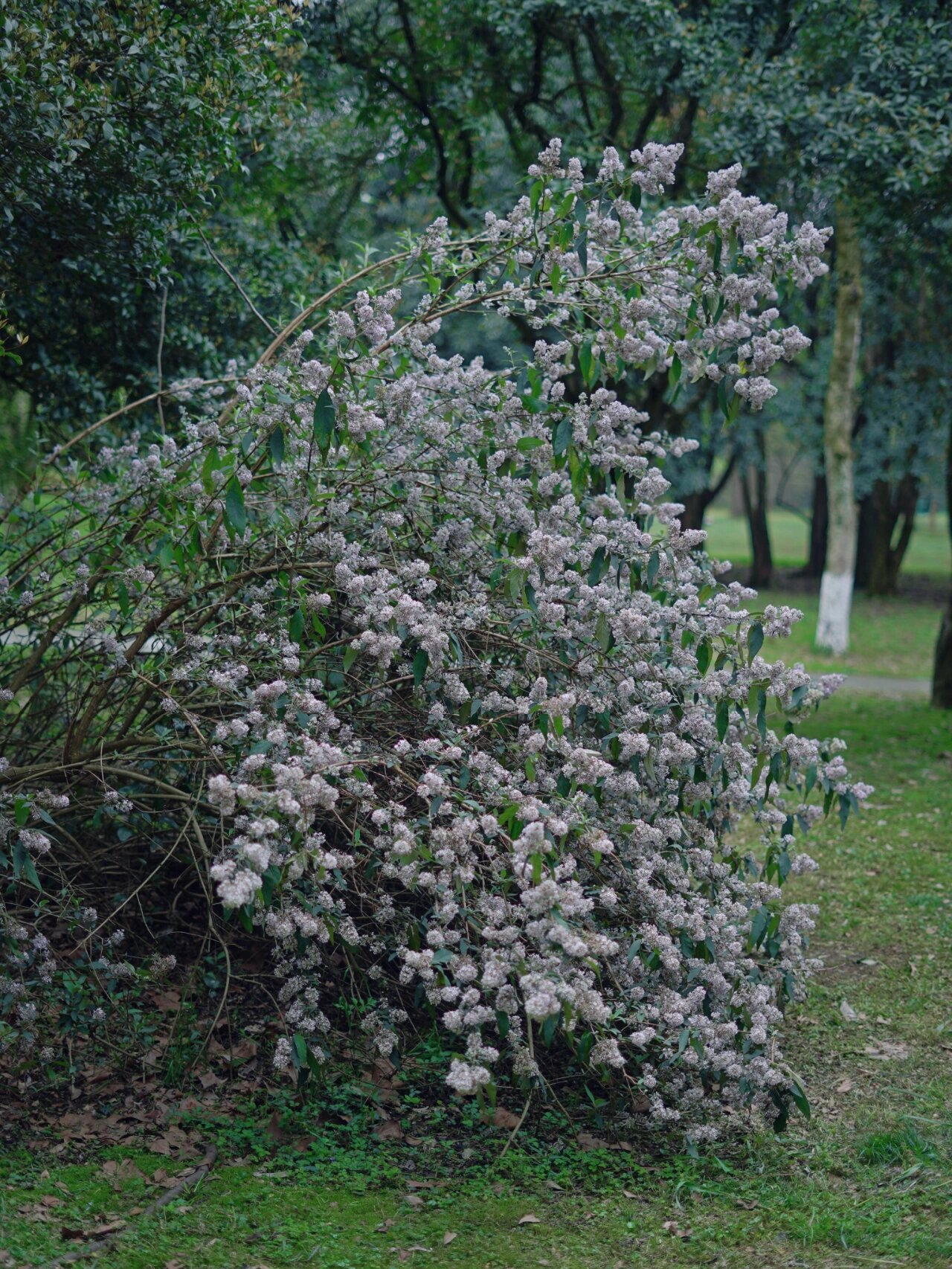 假密蒙花图片图片