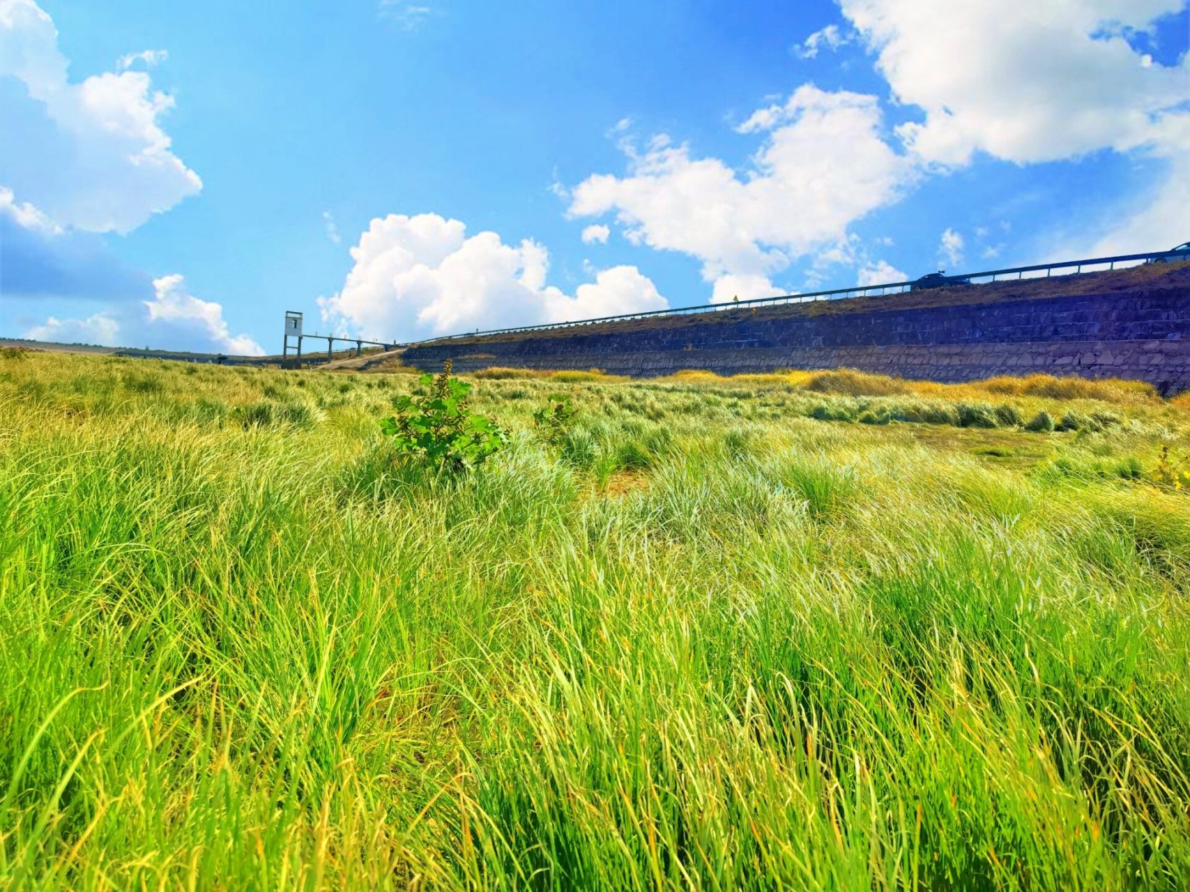 最近火爆全网的江西鄱阳湖大草原