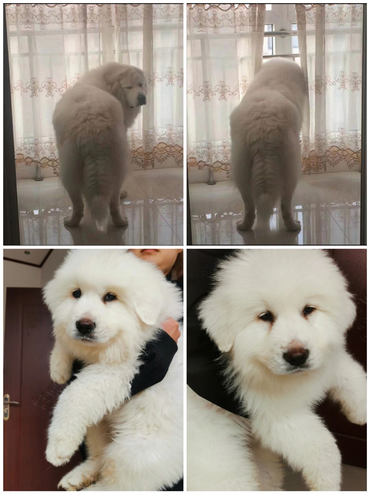 精品大白熊幼犬