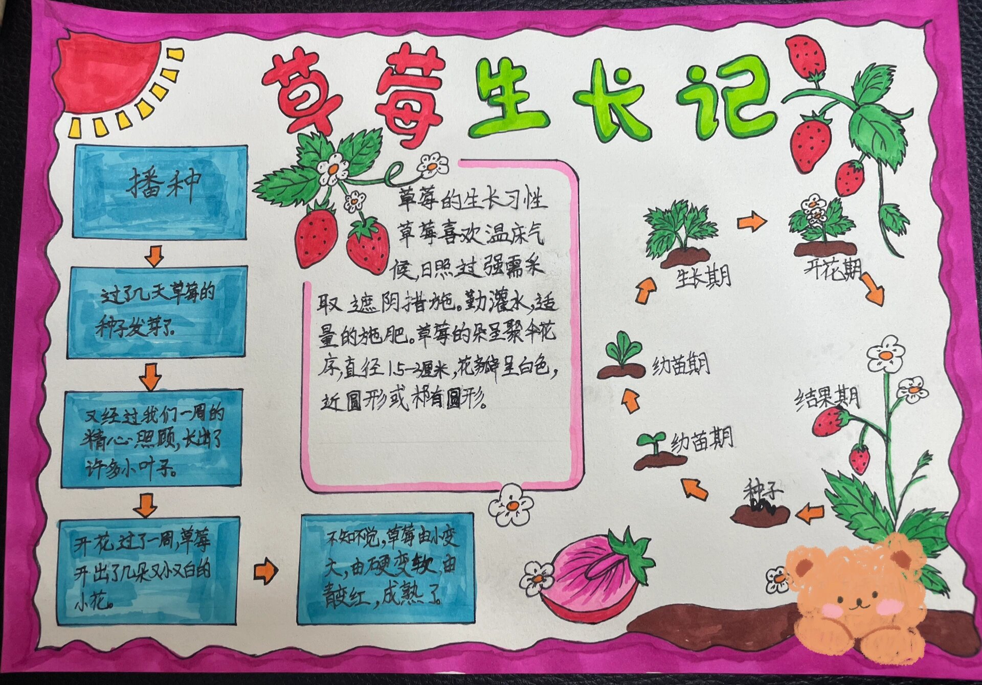 科学手抄报《植物的生长