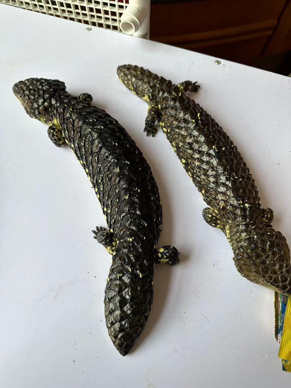 东部cb原色「松果蜥」"物美价廉"