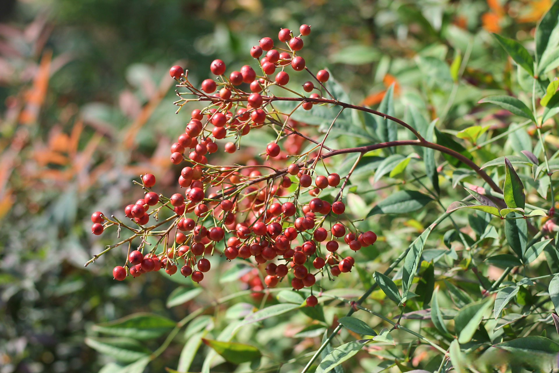 漫步于南大"果"园,寻一缕秋日果香.