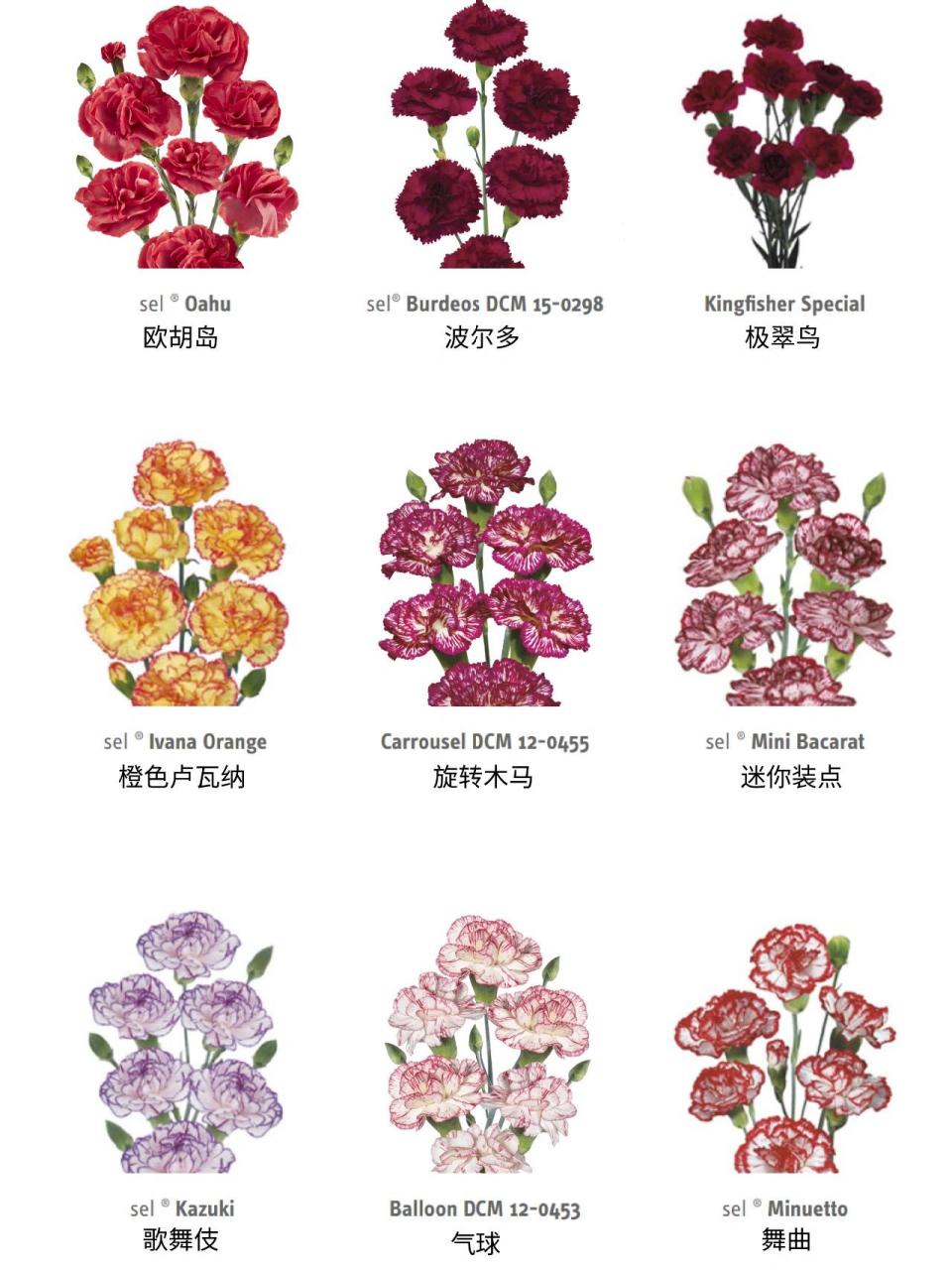 多头切花康乃馨品种图鉴 96彩虹色多头切康 素雅vs艳丽,纯色vs渐变