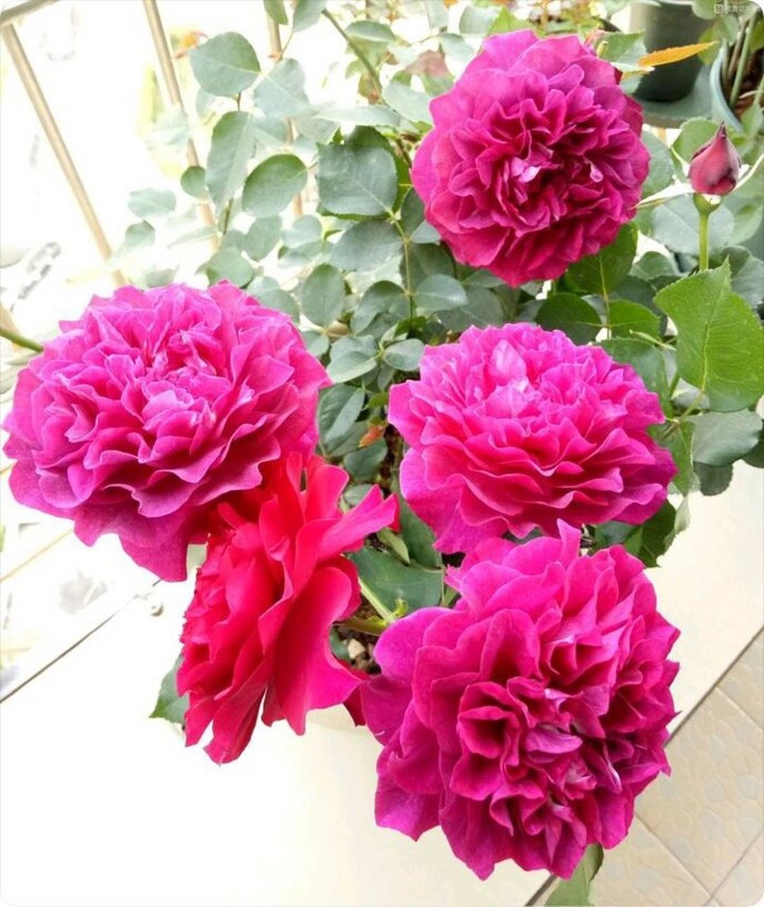 阳台养月季品种篇之:雍容华贵的暮光之城         暮光之城这个品种