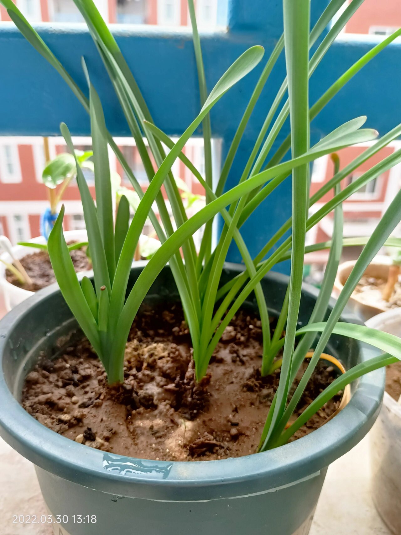 彼岸花叶子黄了怎么回事?