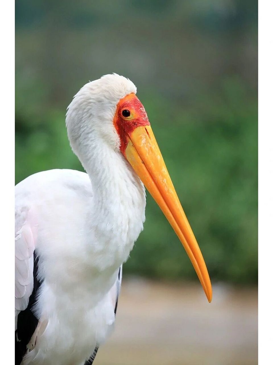 画一个动物园,打卡第105张 95腿长嘴长的黄嘴鹮鹳原产于非洲