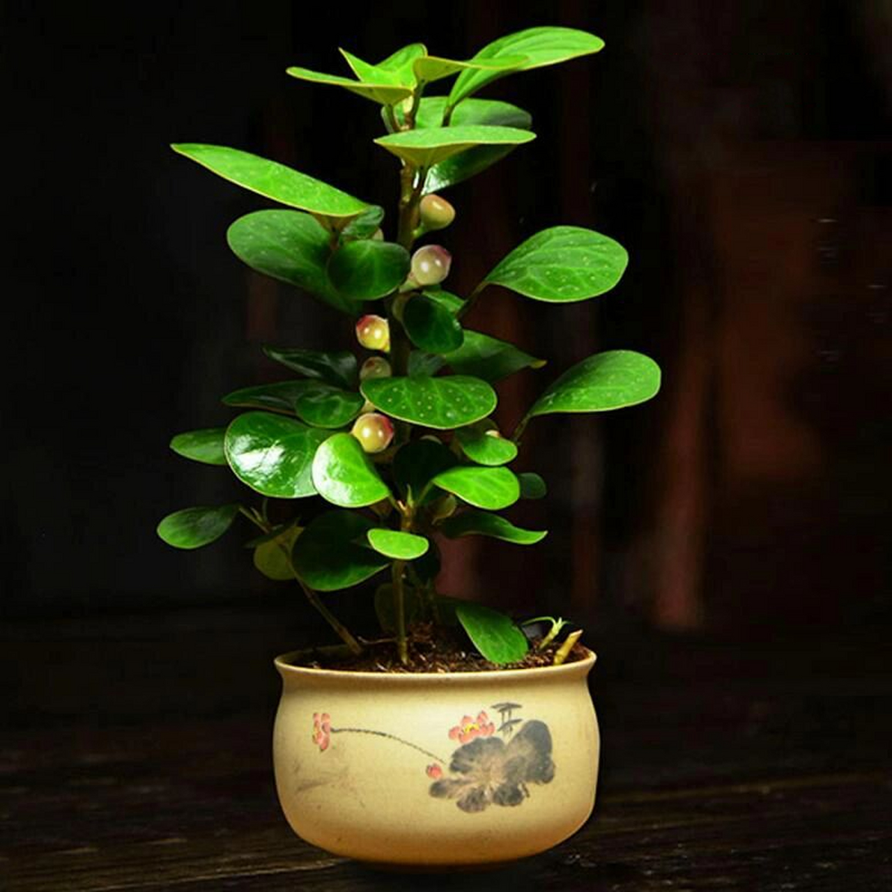 植物|小盼菩提 97菩提本无树,明镜亦非台.本来无一物,何处惹尘埃.