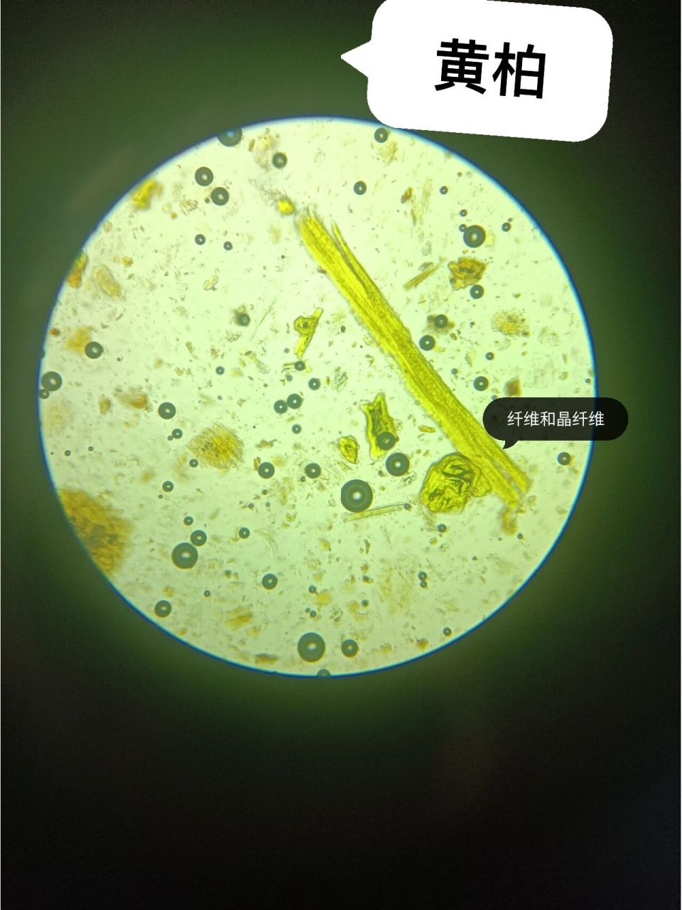 中药鉴定学(2)显微鉴别 黄芩 黄柏 黄连 黄芩粉末 黄柏粉末 黄连粉末