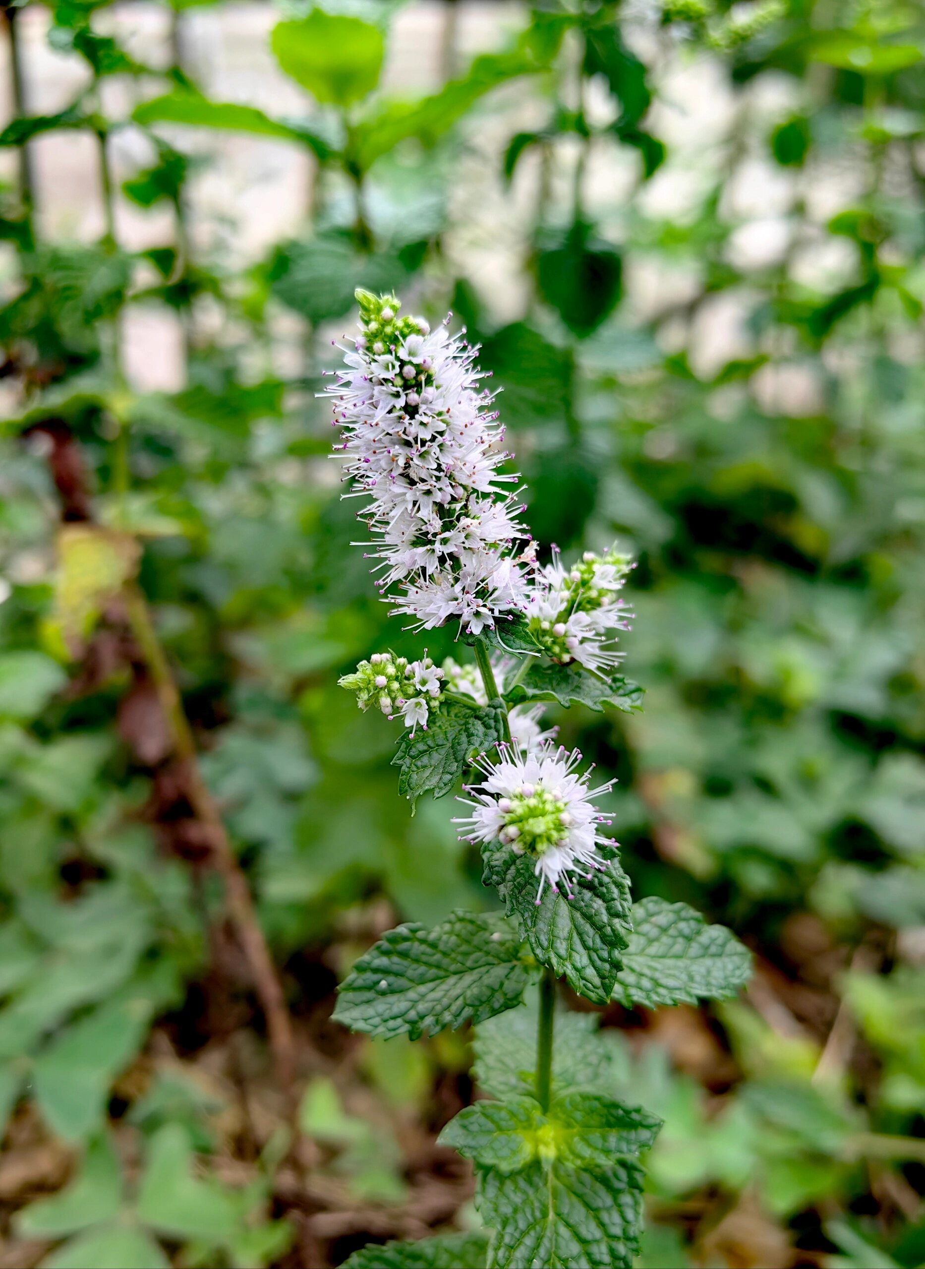 留兰香:一支香草,一抹清凉