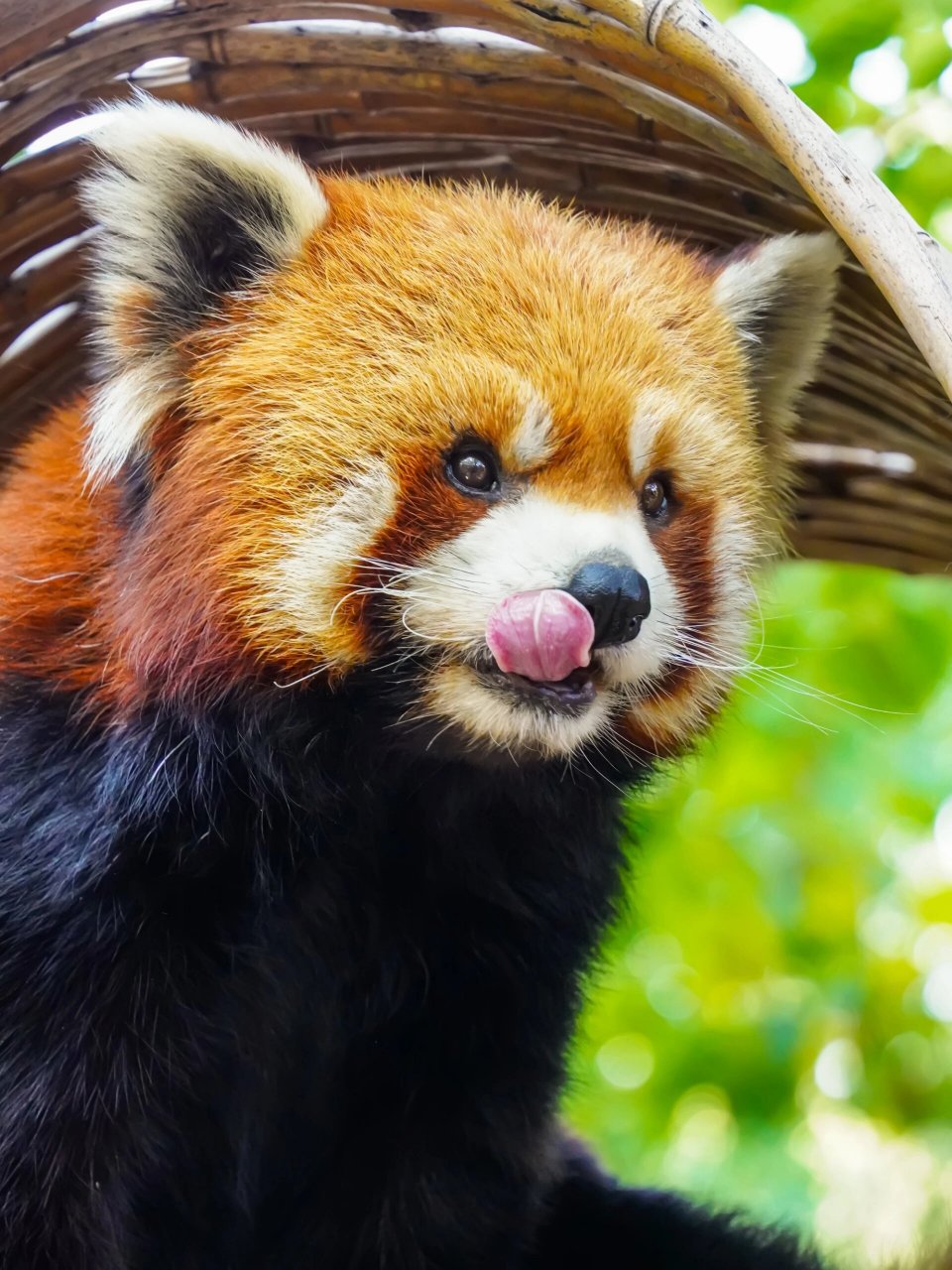 北京野生动物园里萌翻天的小熊猫 如果将全球的萌物进行一次排行,小