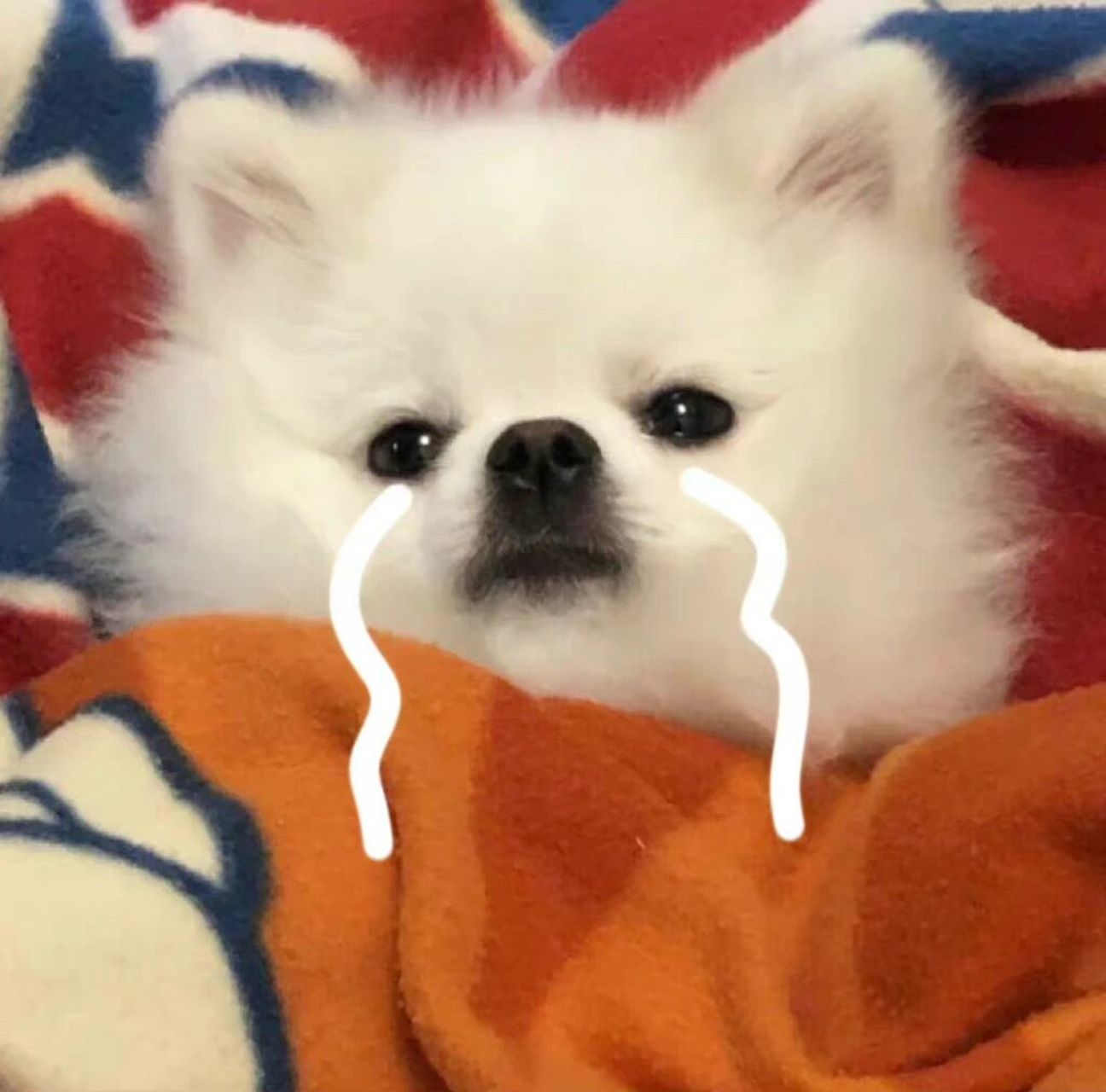 哭泣小狗98头像 小狗,请不要伤心90