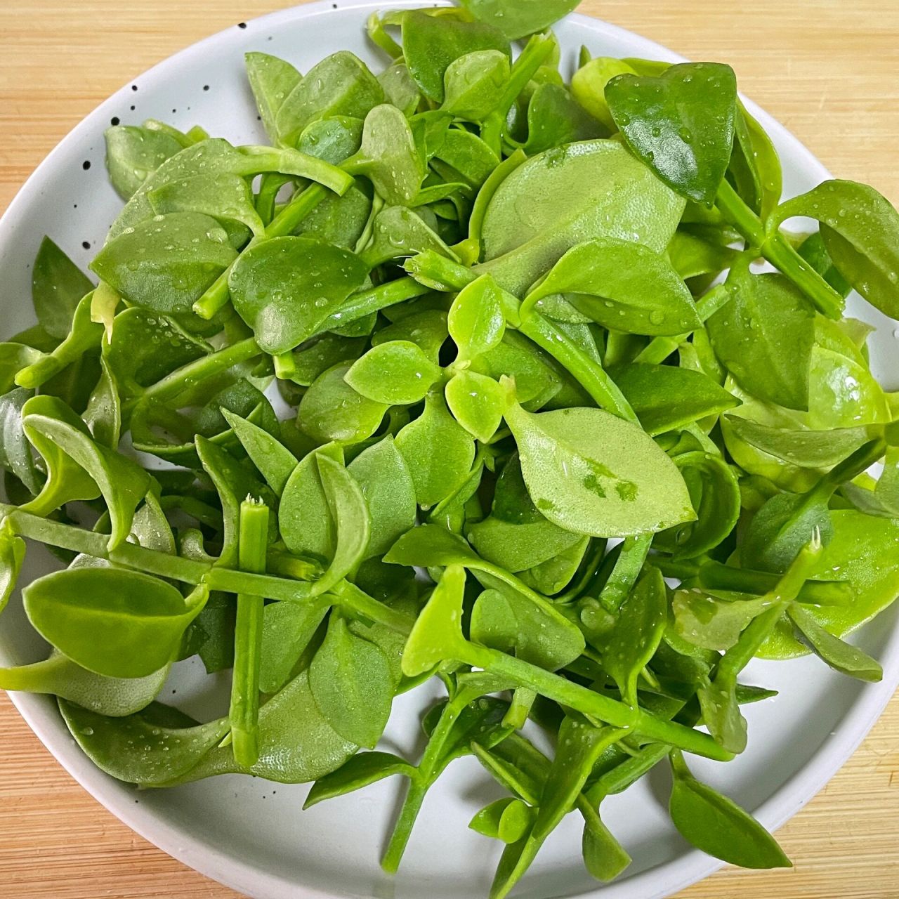 爽口去火凉菜|凉拌穿心莲95 自己种的穿心莲,非常新鲜,就准备凉拌一