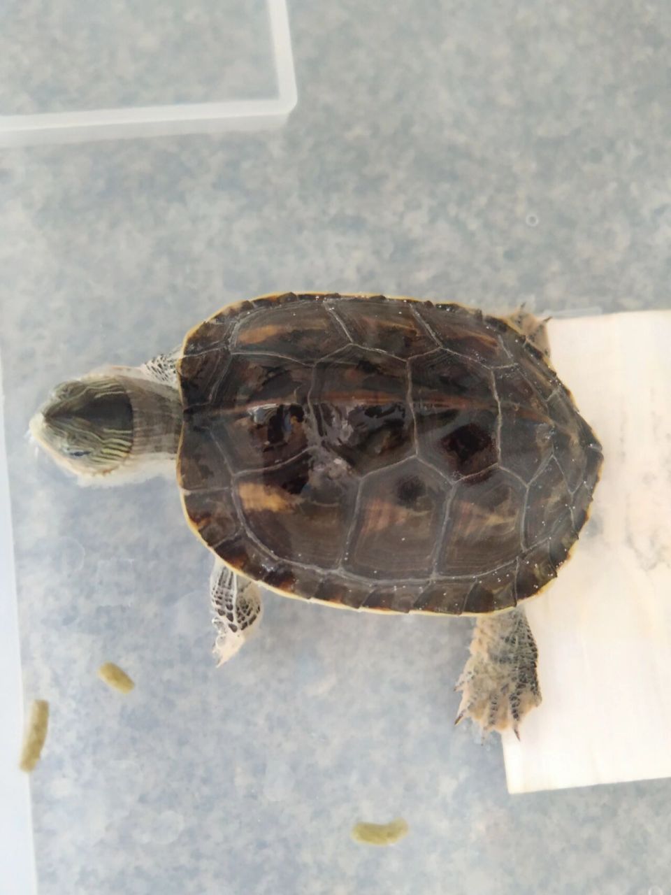 问下小红薯94们,乌龟四肢有白色的东西飘来飘去是什么来的?