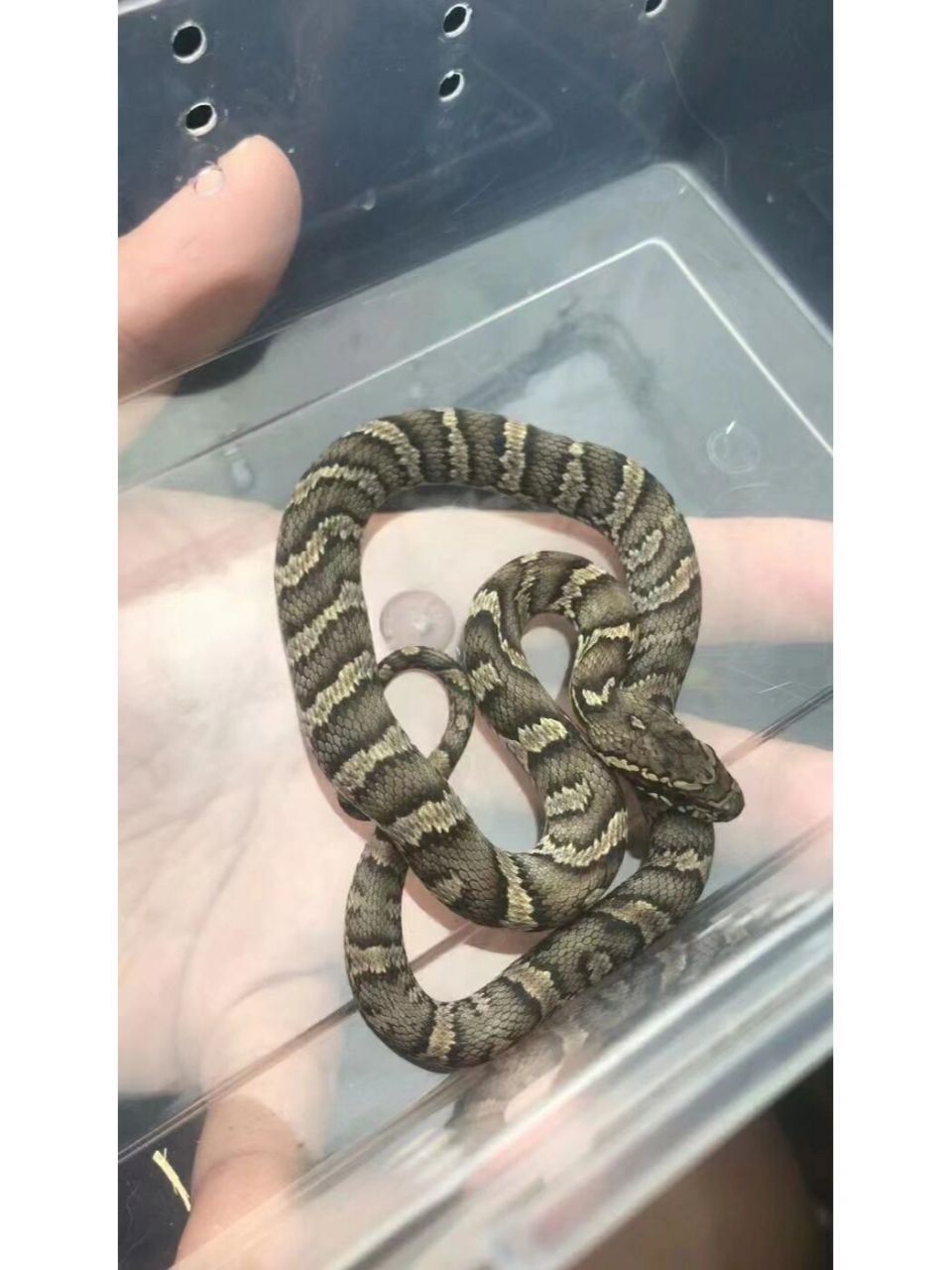 棕黑锦蛇 棕黑是最适合新手养的品种了,它已优越