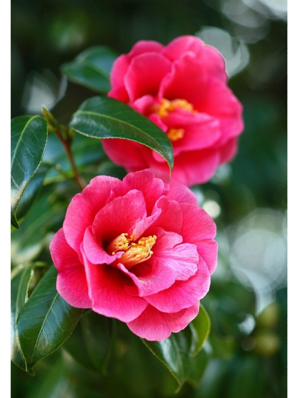 美丽的山茶花 美丽的山茶花 山茶花中国十大名花之一