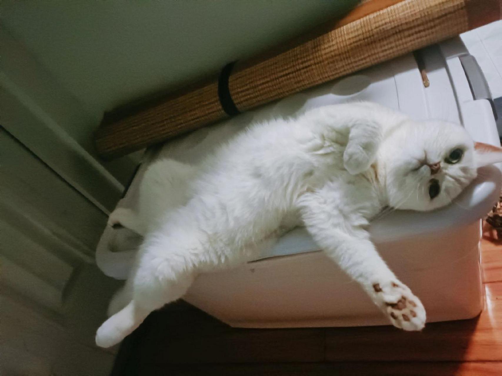 生无可恋小猫咪猫咪 萌宠日常记录 这一小坨猫谁受得了 猫咪的迷惑