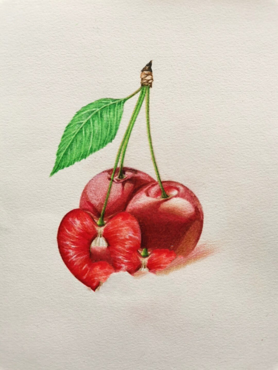水果篇——樱桃彩铅画教程 樱桃(学名:cerasus spp.