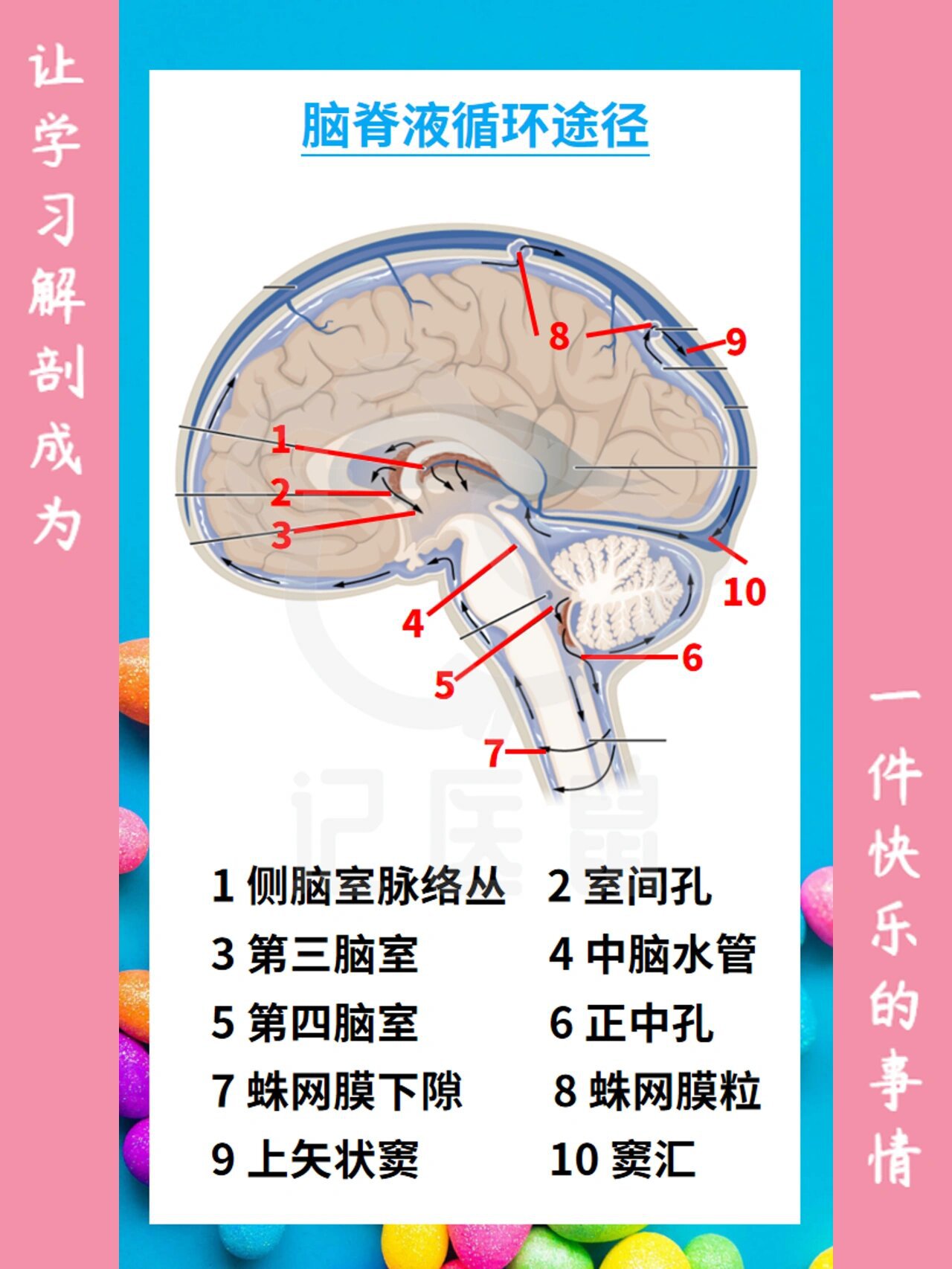 解剖学 轻松记 脑脊液循环途径9797 25 解剖学,脑脊液循环途径,老