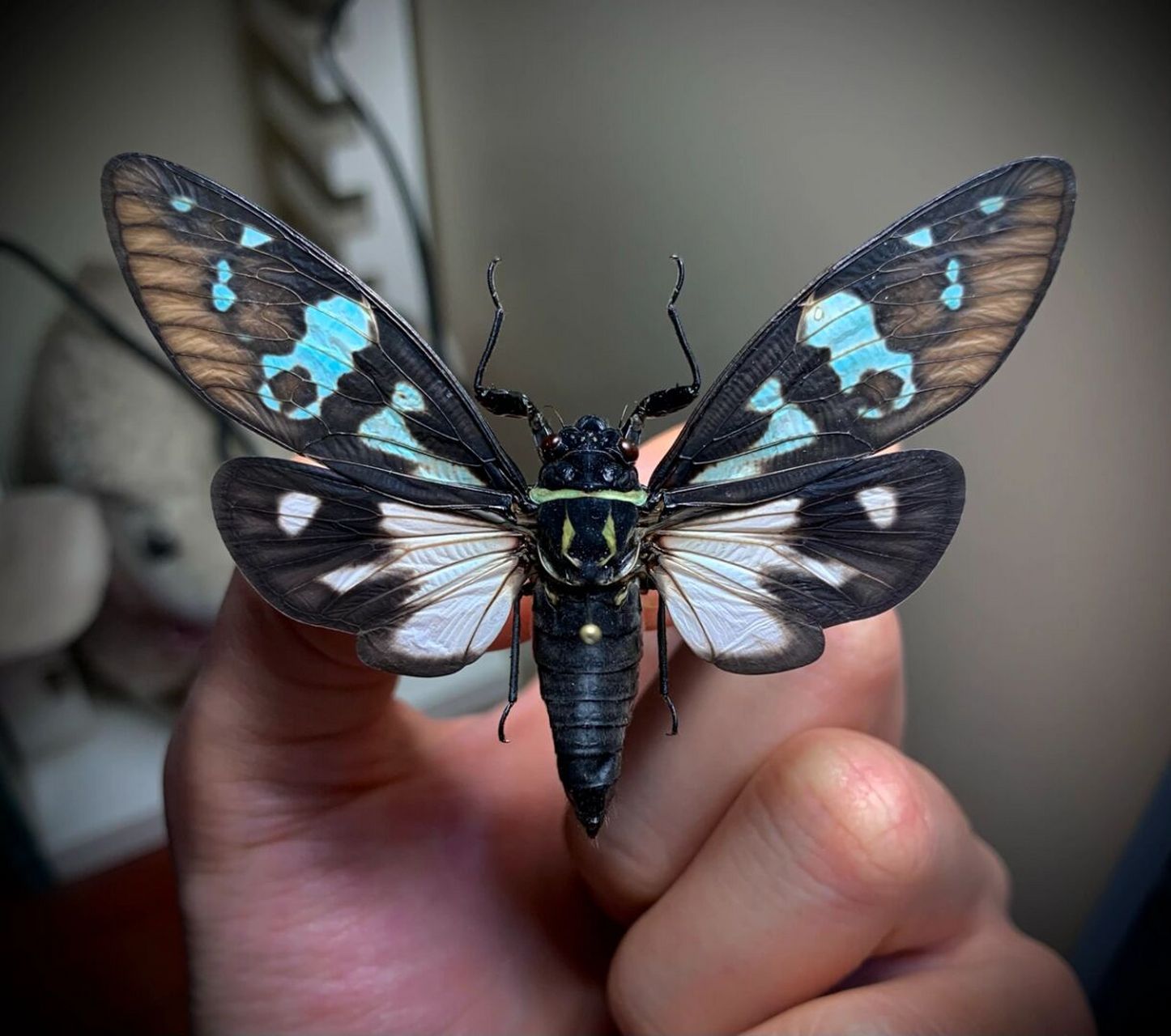 彩蝉 来自云南的彩色知了,让人拥有一个属于夏天的彩色回忆