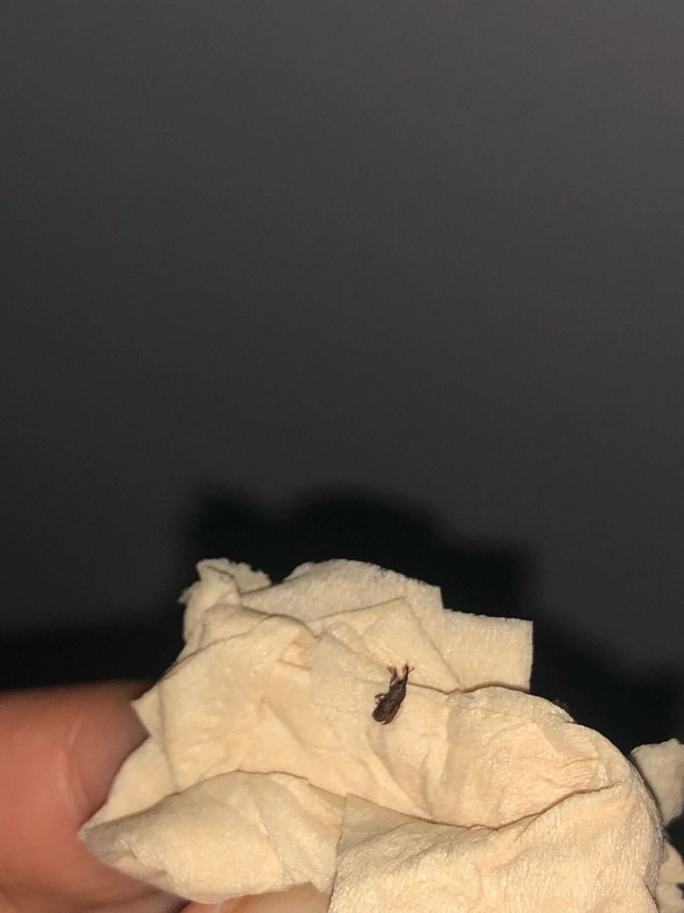 在家里发现好几个这种虫子 这是什么虫,不知道是嘴巴还是头部尖尖的