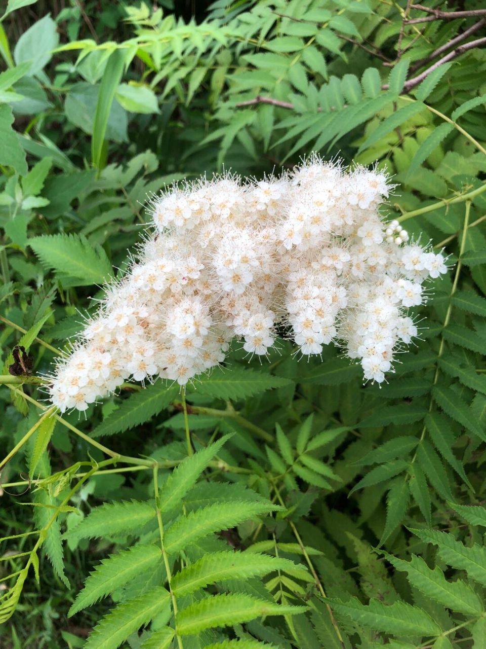 珍珠梅# 花苞似珍珠,全开像梅花