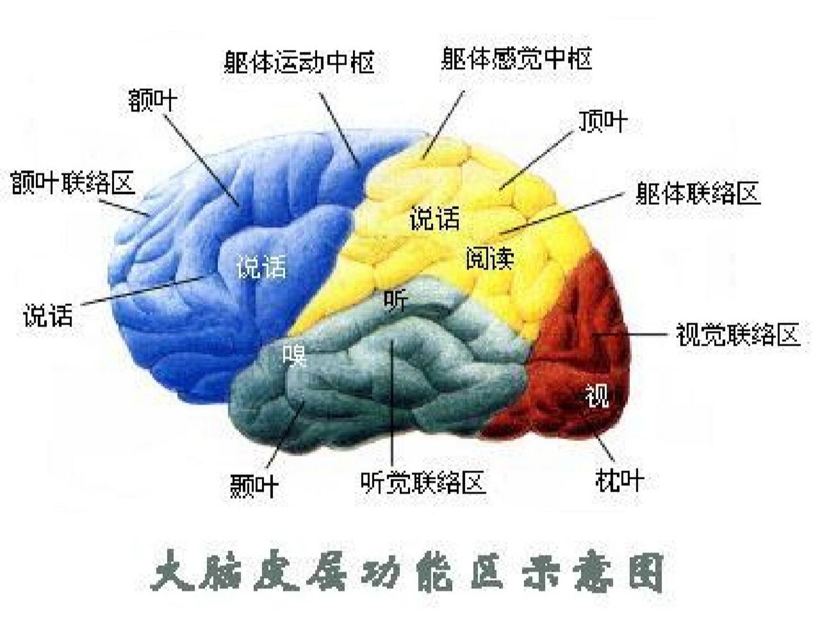 大脑的功能定位 大脑的功能定位: 1,额叶(脑门儿)——管理记忆和决策