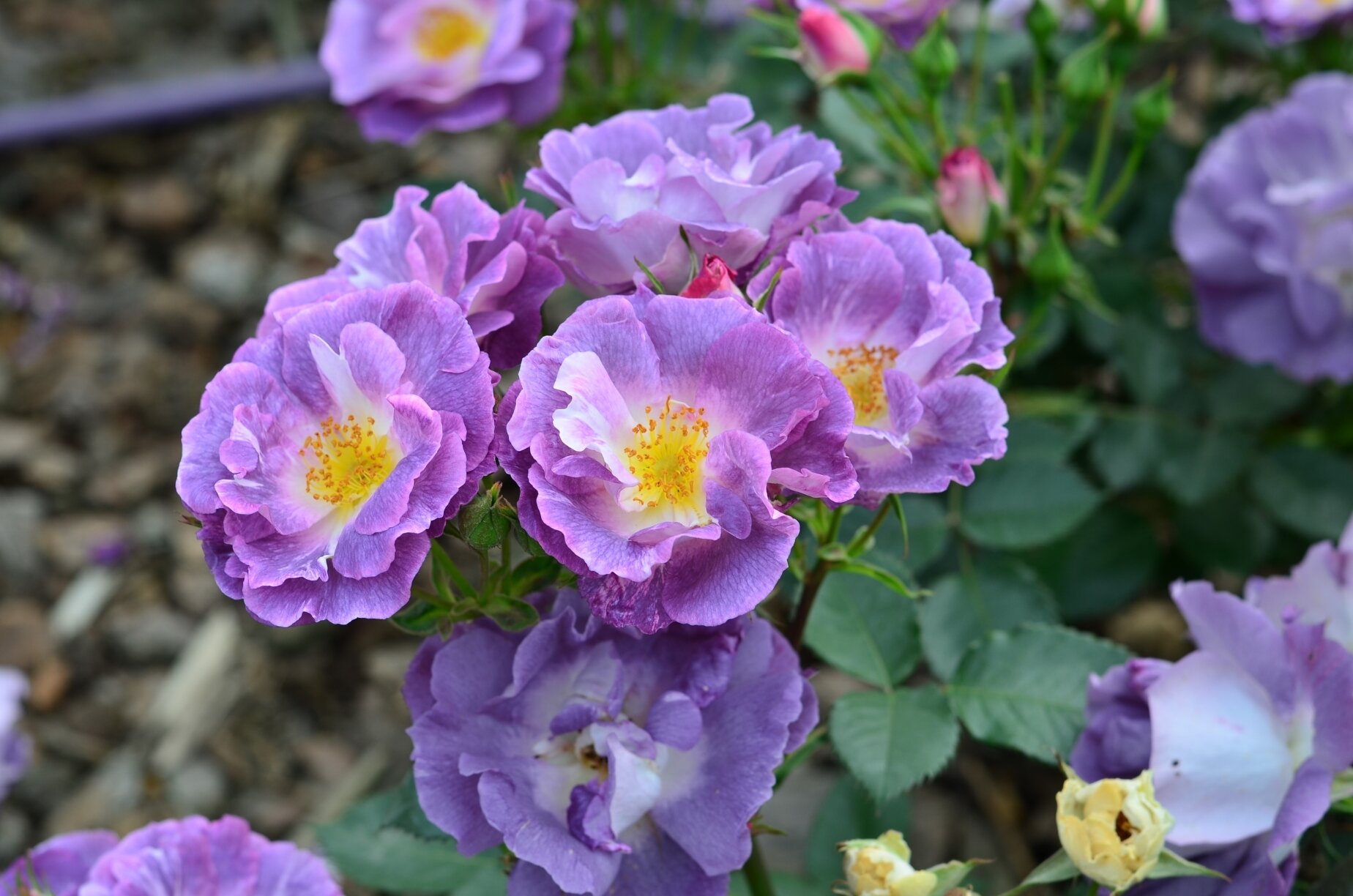 月季 蓝色梦想 一款市场上不怎么流行的月季品种"蓝色梦想",却依然美