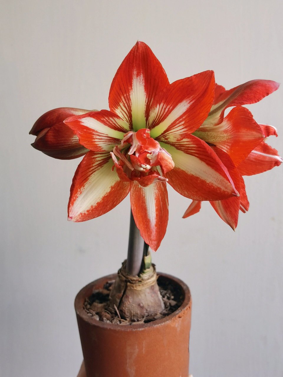 重瓣摇滚乐99这个朱顶红蛮好看 球很小一个就开花了 小小一个还蛮