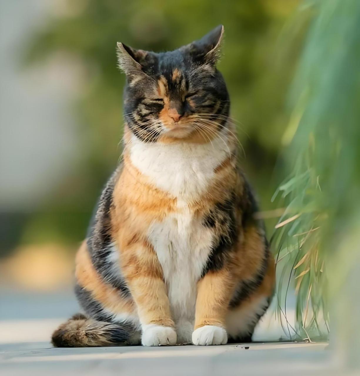 你不知道的猫咪——吼彩霞 在古代,被称为"吼彩霞"的猫,其特点主要
