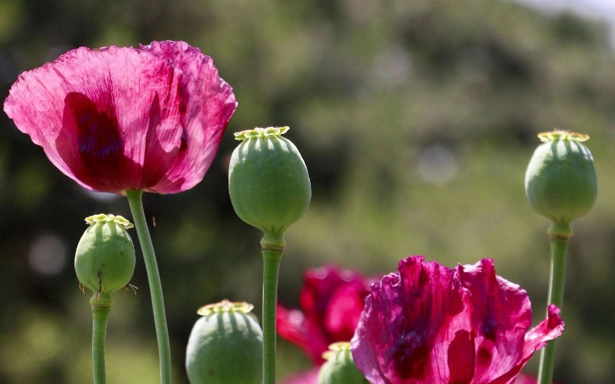 罂粟目,罂粟科植物.