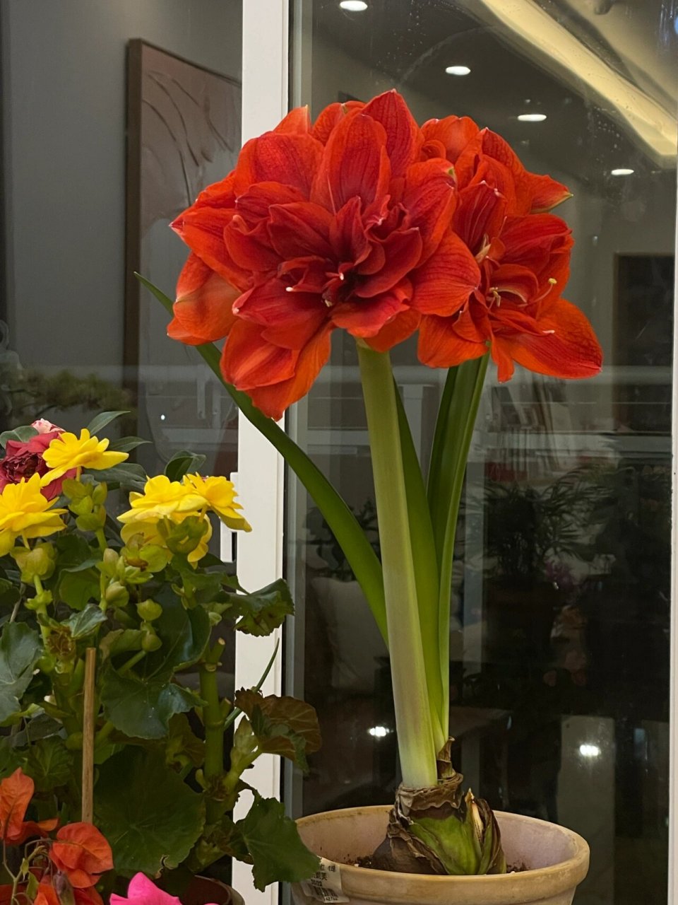 朱顶红樱桃妮芙 第二个花箭四朵同时绽放,终于有了上朱顶红开花的标准