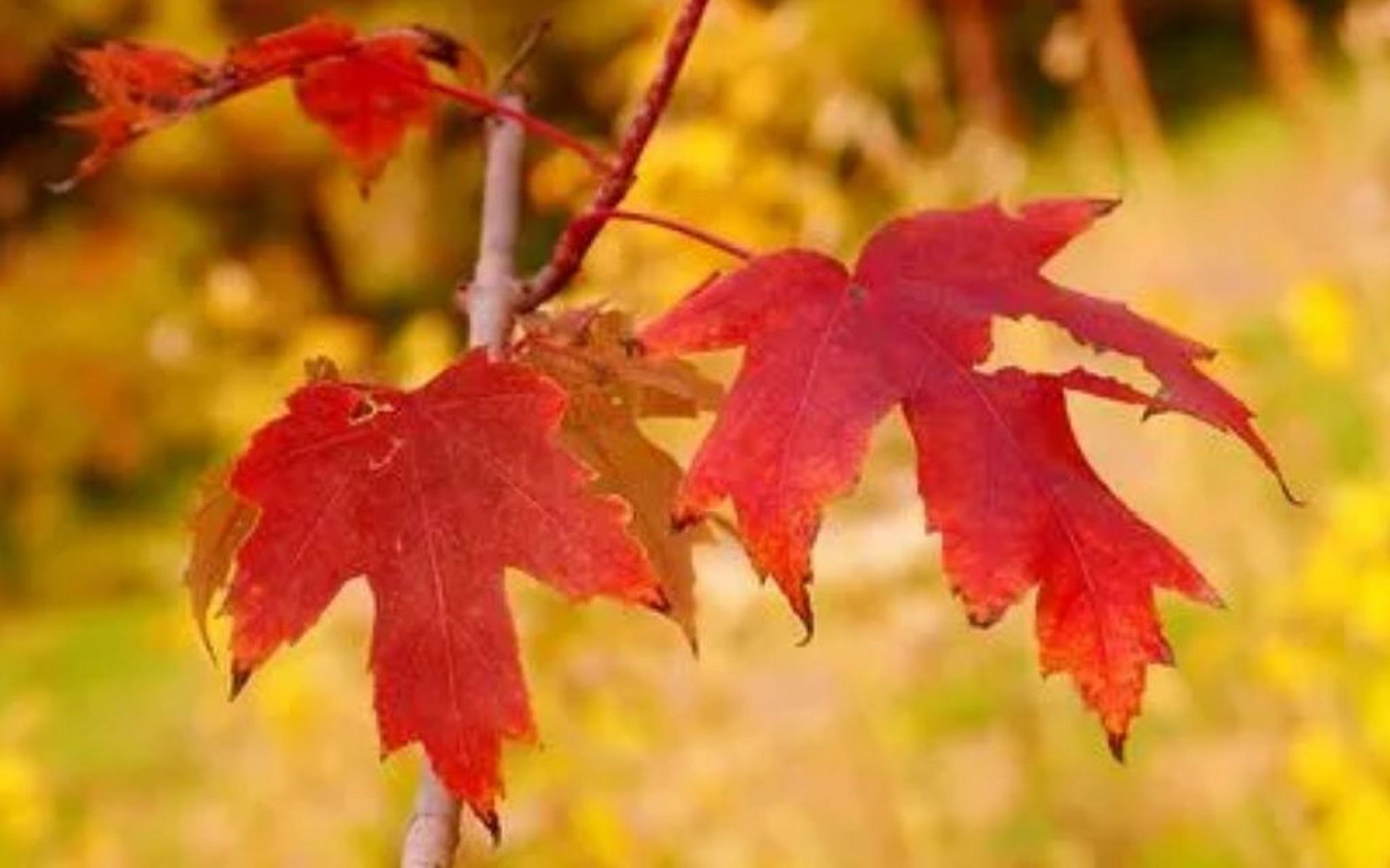 那么,哪些树叶会在秋季变红呢?让我分享一些个人生活经验和相关知识.