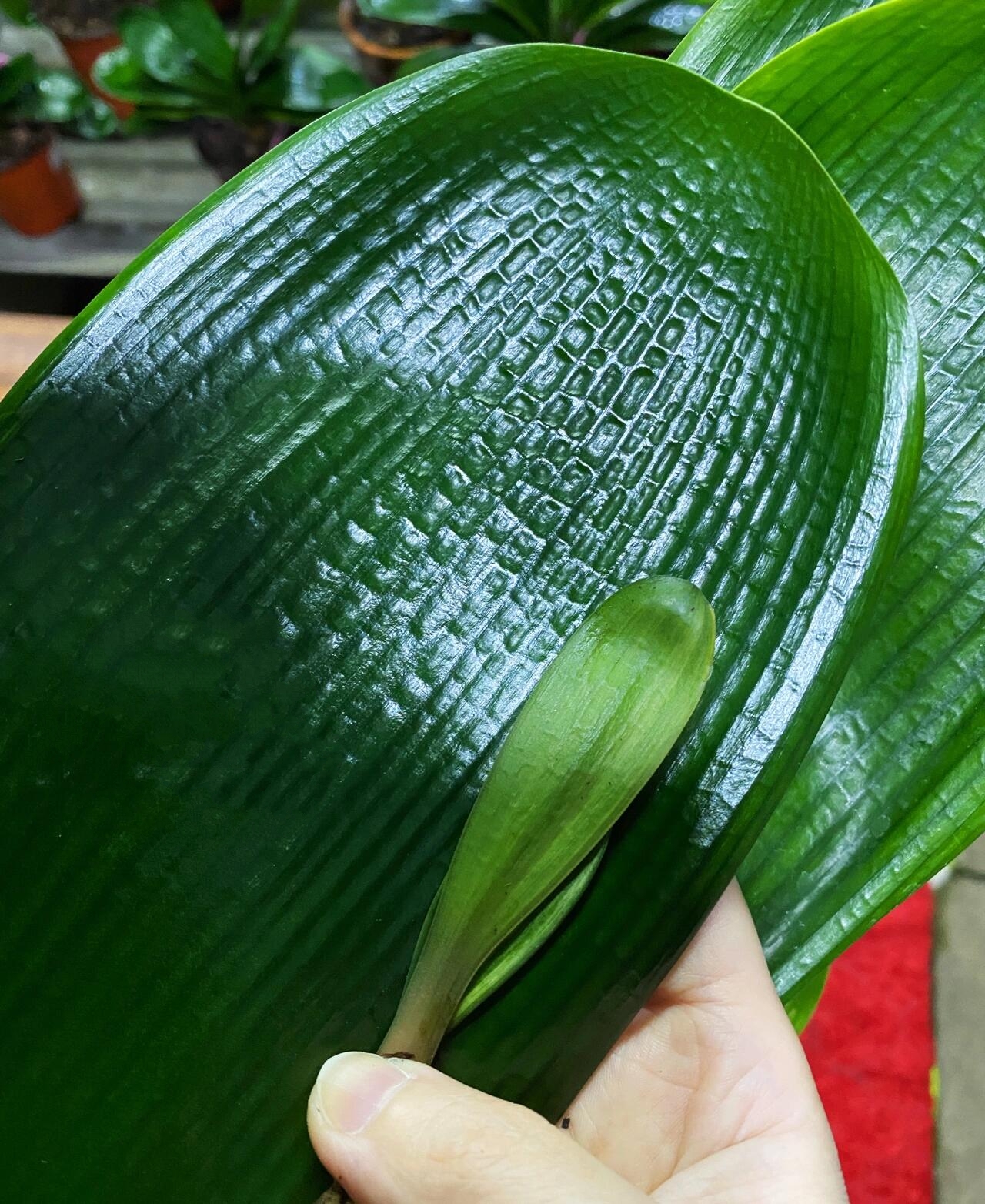 宽叶大座基君子兰 这是我家的主打品种