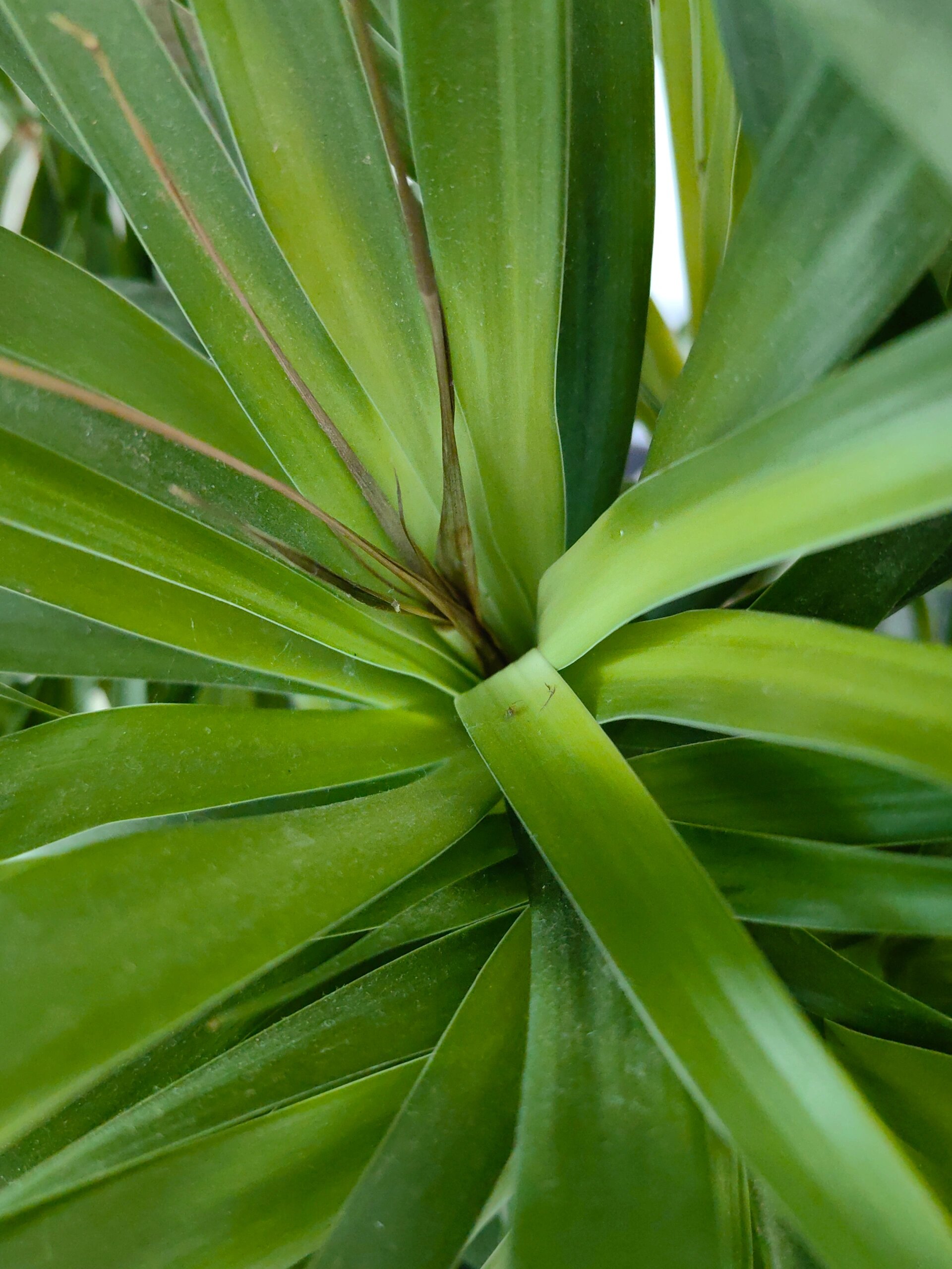 我的龙铁生病了吗01 突然发现我的龙铁叶尖干枯