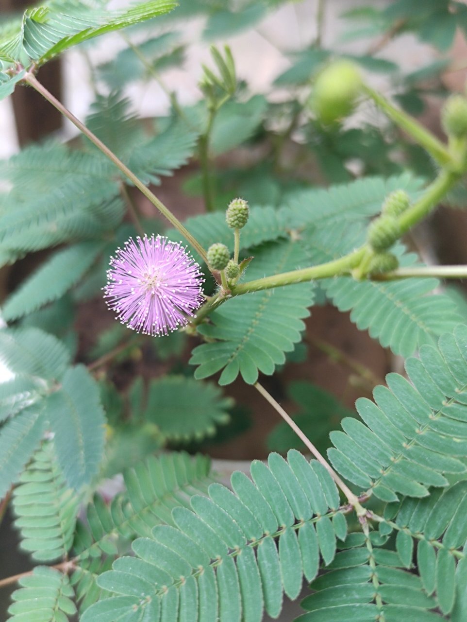 含羞草开花图片 骨朵图片