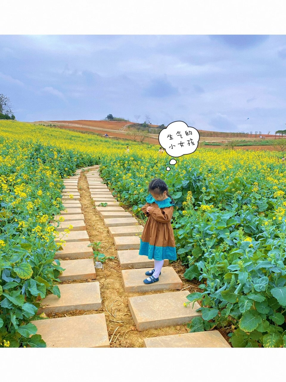 广西宾阳古辣油菜花图片