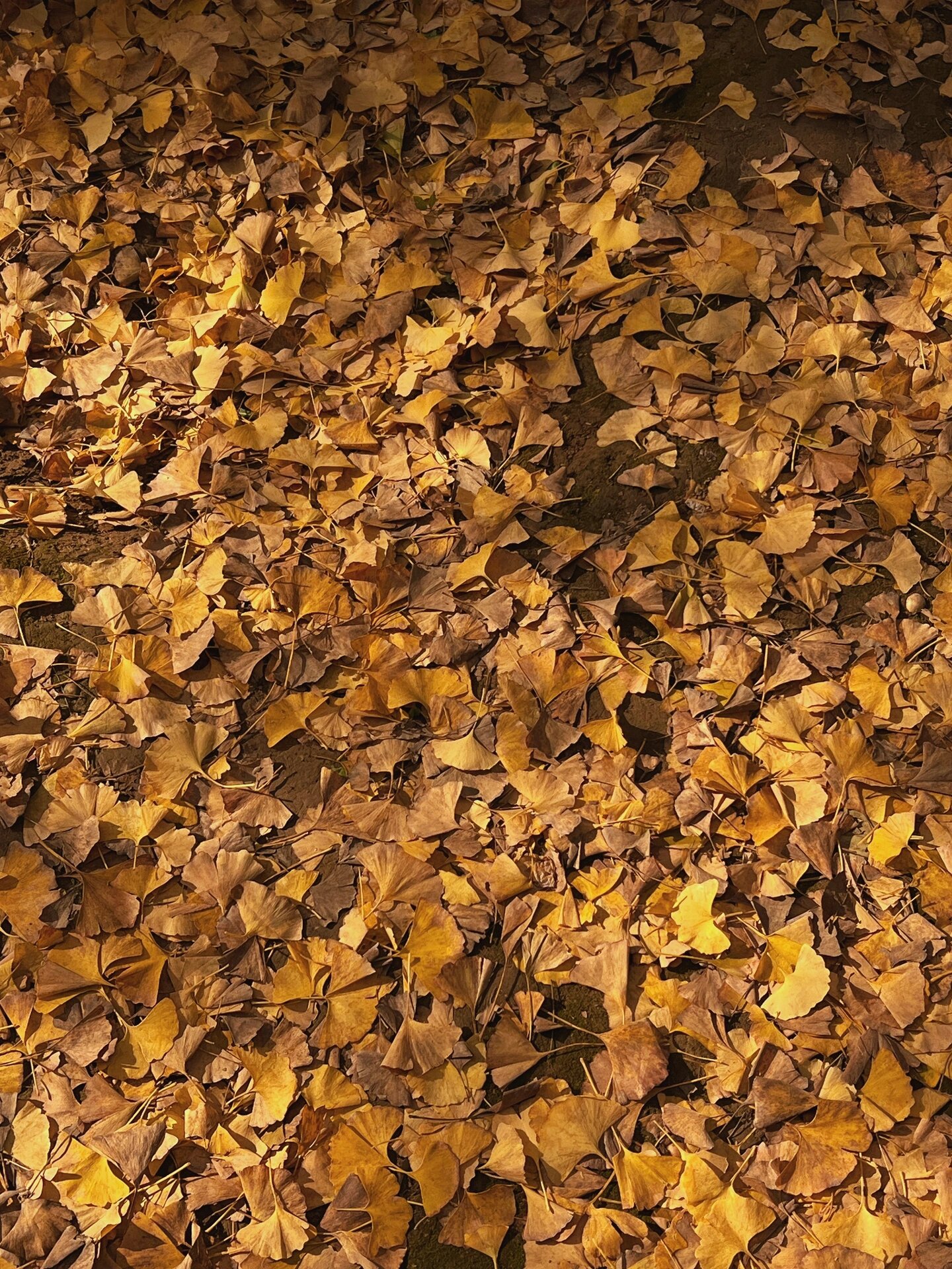 奥森拍照| 金黄的银杏叶太美了94附秋日文案