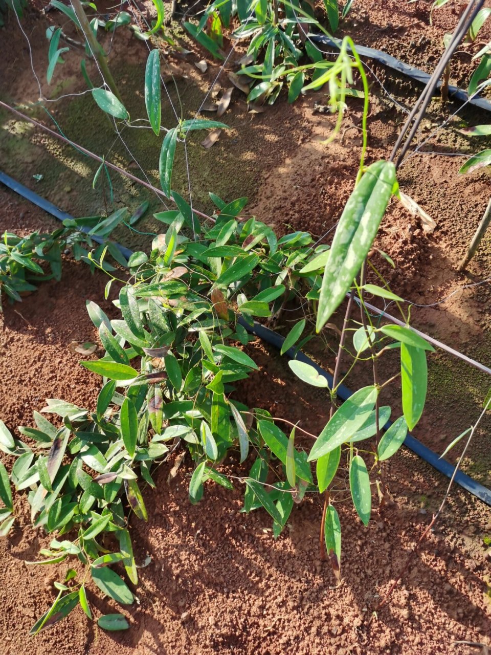 土茯苓种植,茁壮成长! 种好土茯苓,做村里至靓的仔!