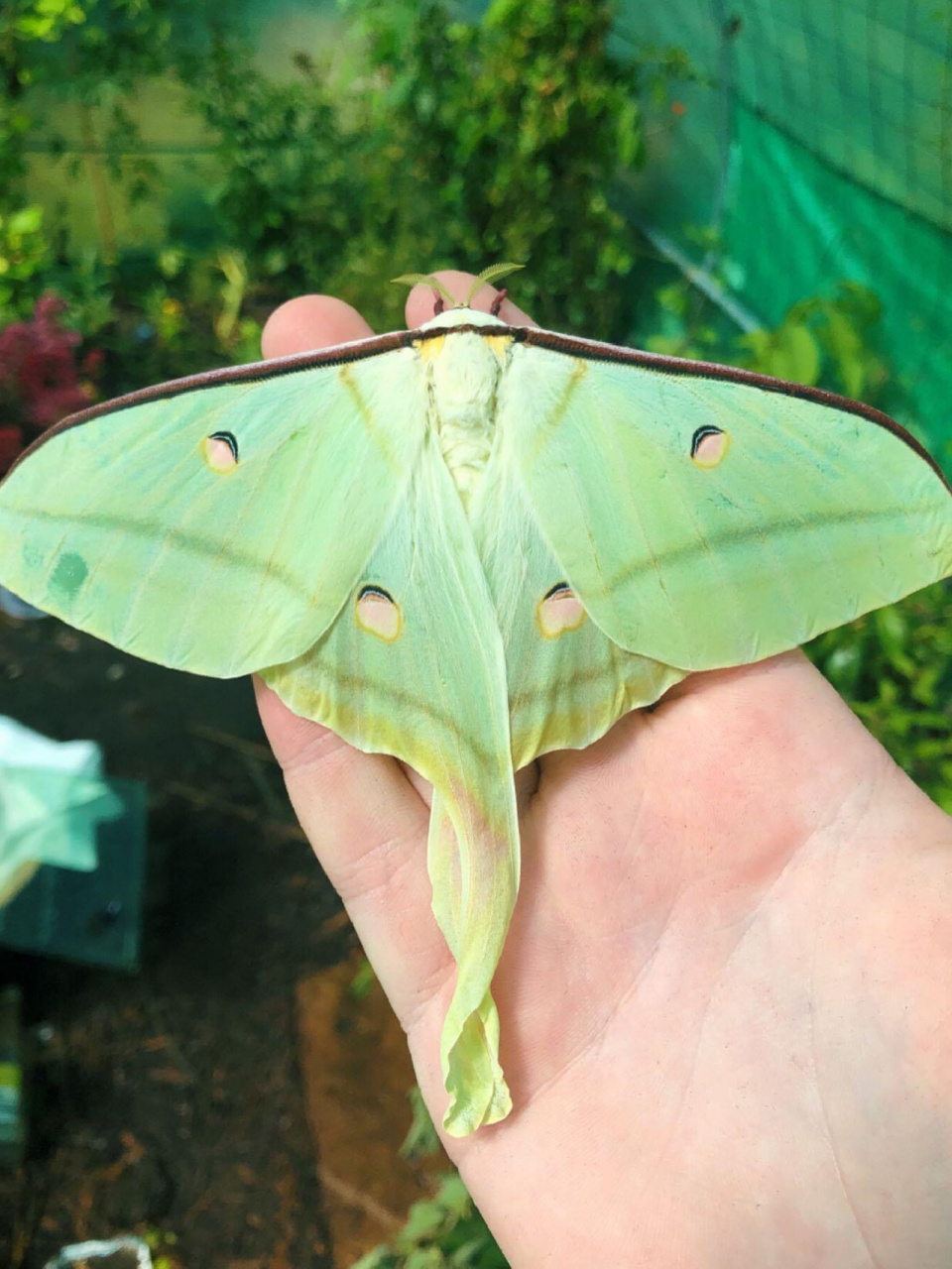南京自然教育|神奇生物图鉴|美丽的幺蛾子 名称:绿尾大蚕蛾 外文名