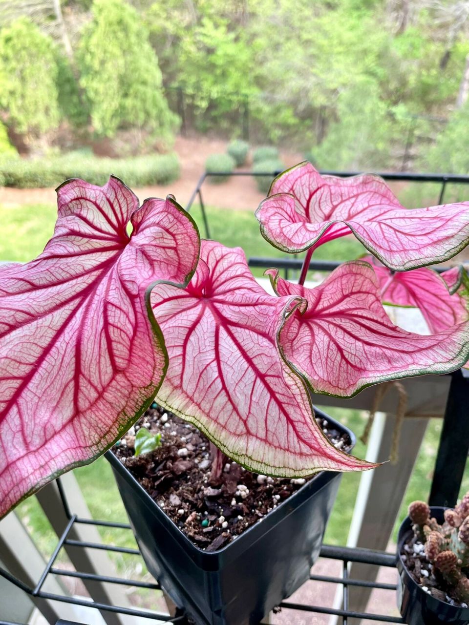 一朝入坑,怎能不爱彩叶芋打算先试验一下怎么养再买更多