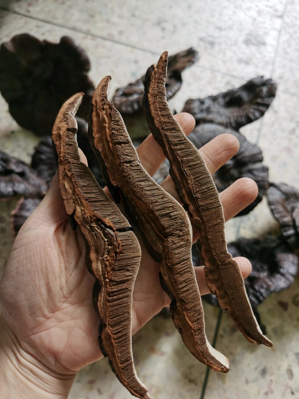 睡眠质量不好的人,不妨试试灵芝黄芪茶饮 灵芝有补气安神,保肝护肝