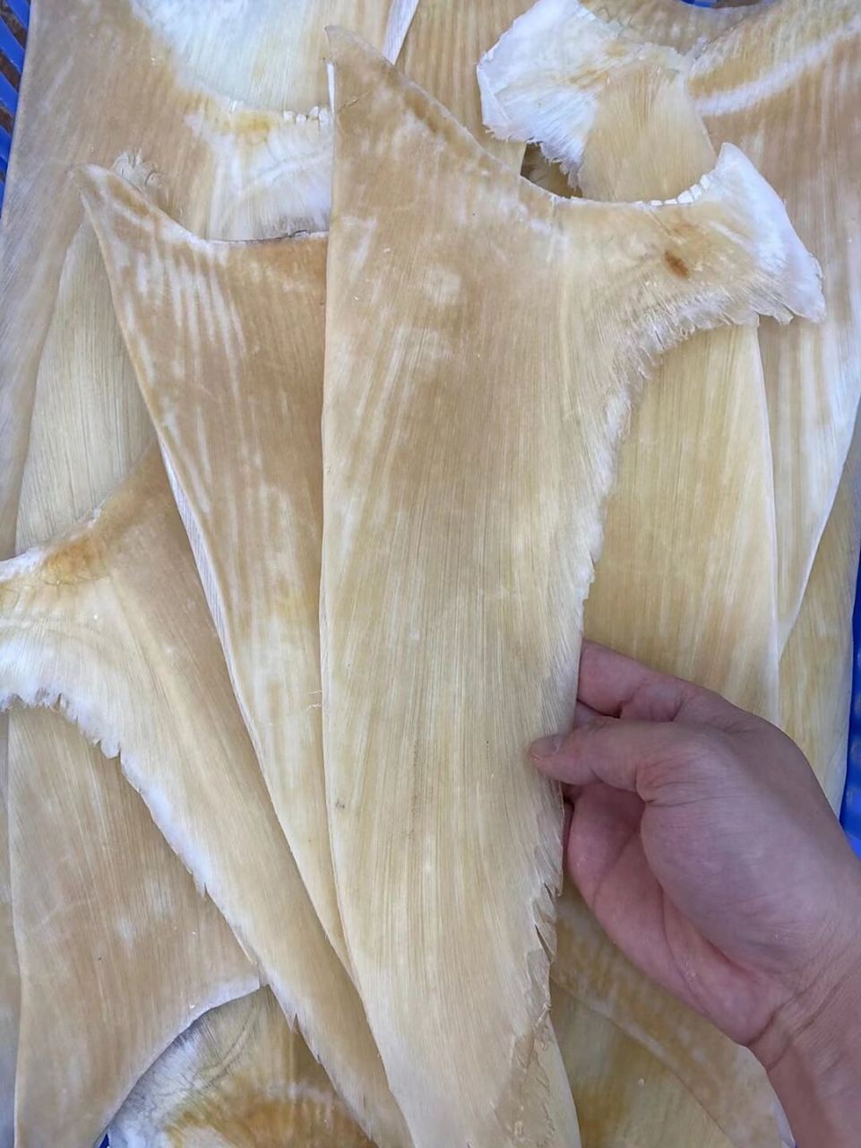 青片翅12-14寸,16-18寸,18-20寸.