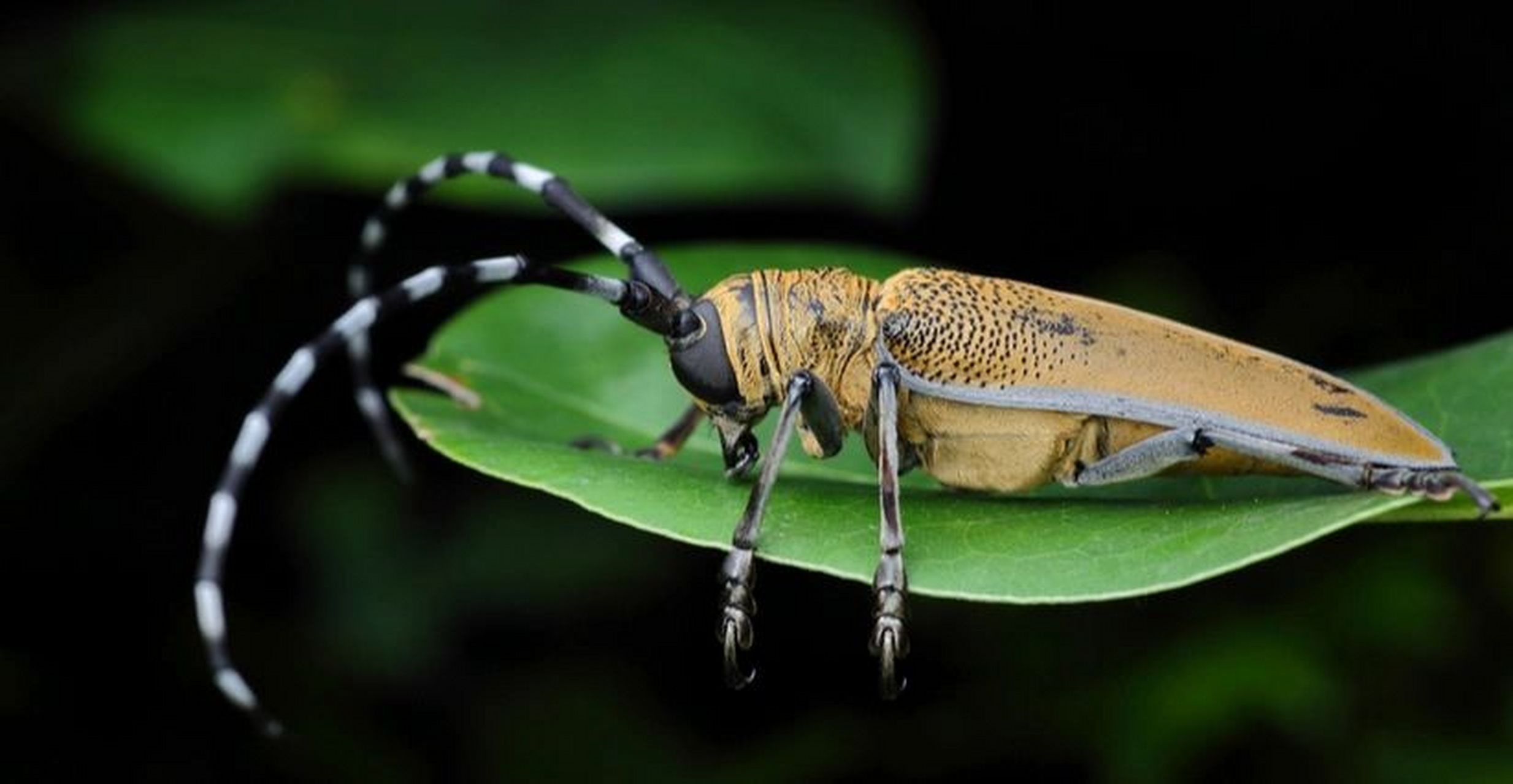 天牛 天牛是多食亚目天牛科昆虫的总称,咀嚼式口器,有很长的触角,常常