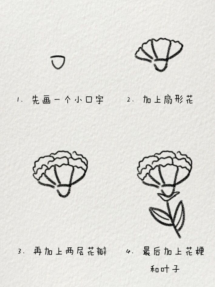 超简单的康乃馨简笔画