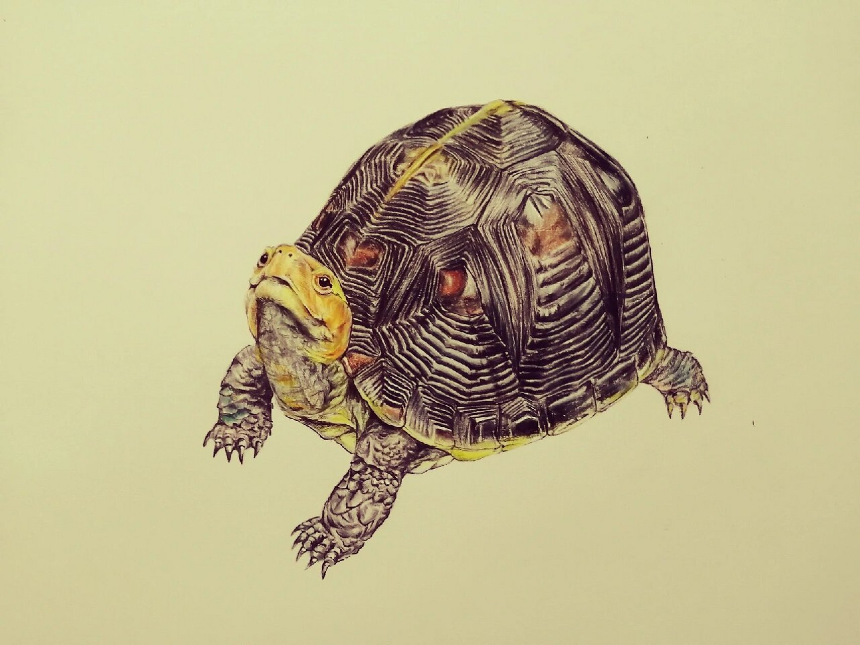 彩铅手绘 黄缘闭壳龟