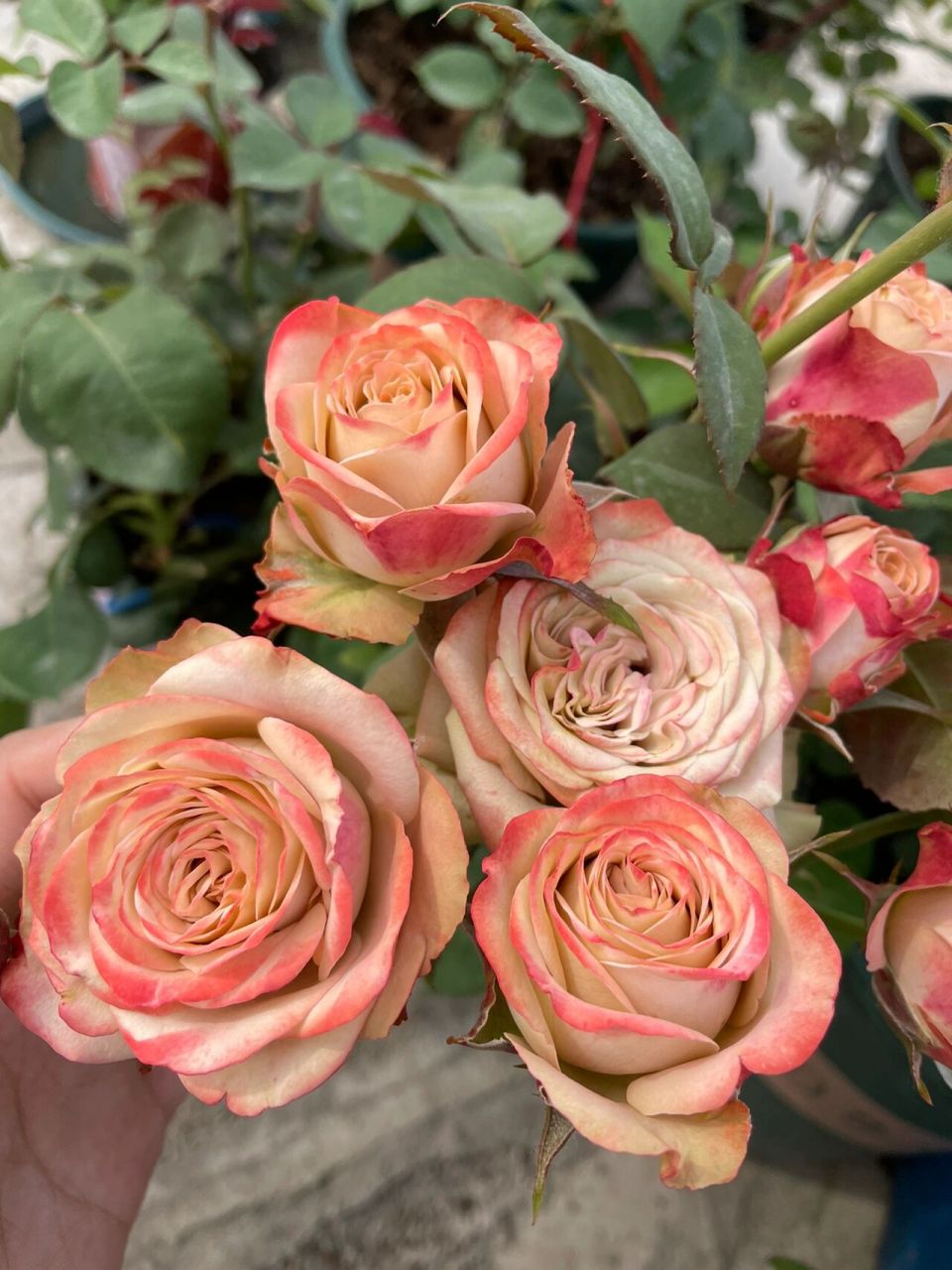 月季-卡布奇诺 带你们见识一下多头的卡布,一支就能包一束小花束的