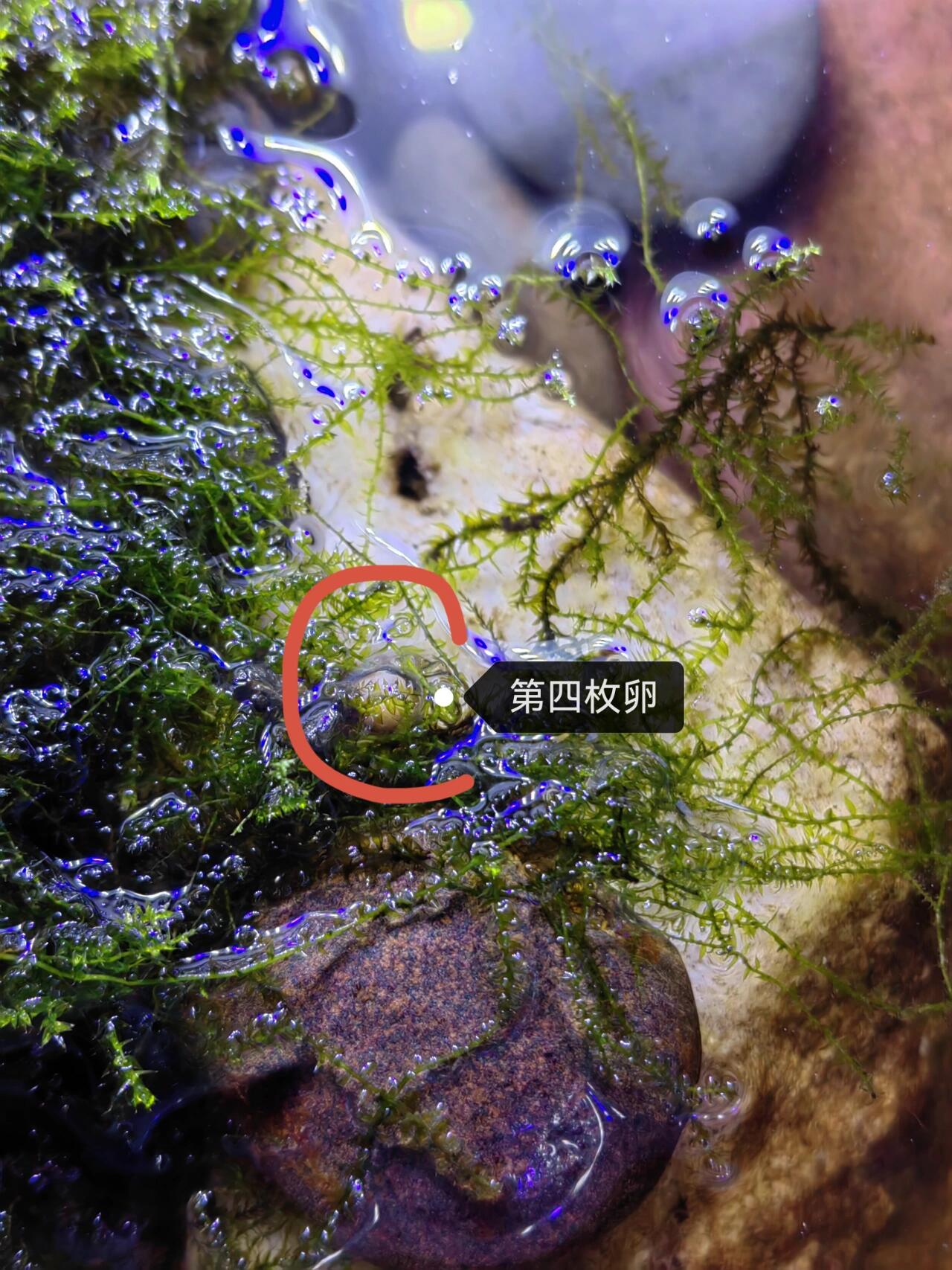 出门三天后,又发现了三枚卵