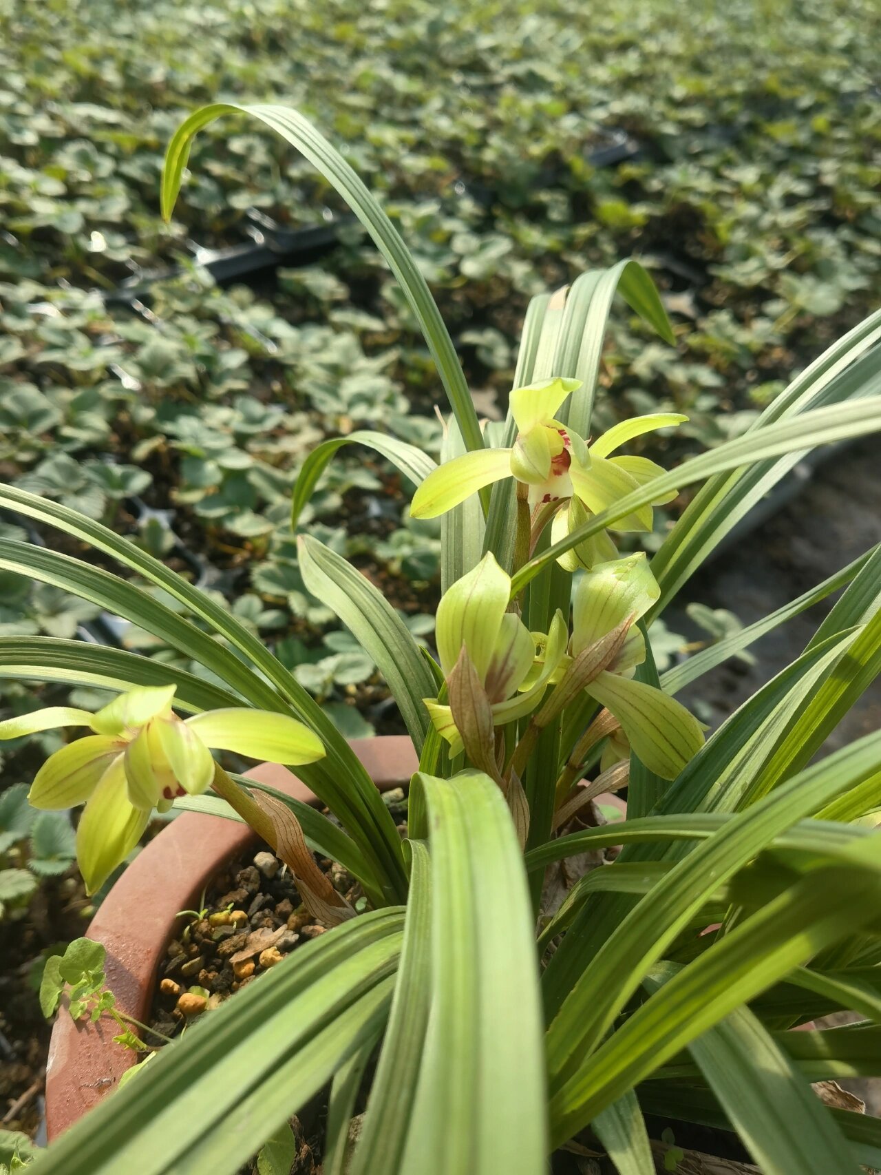 春剑大富贵 新春佳节春剑大富贵开花了,虽是普品,香味颜值都还是不错
