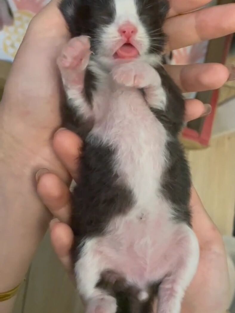 为什么串出来奶牛猫啊,好疑惑啊,而且好像有长毛